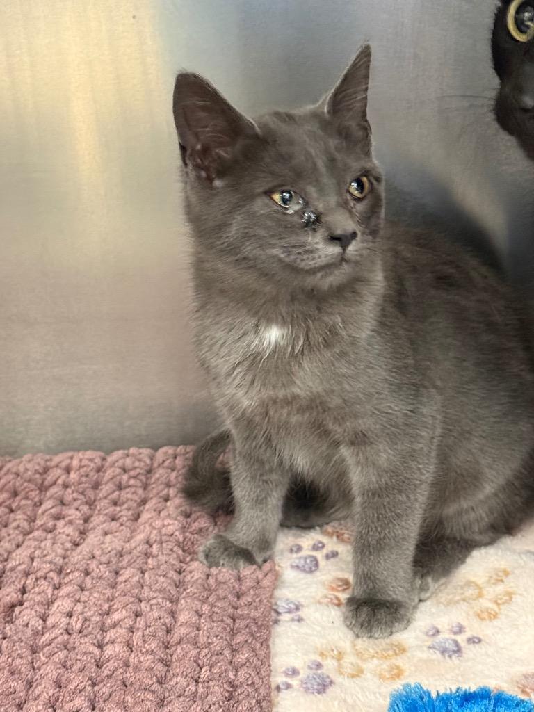 Dot, Adoptable, Kitten Female Domestic Short Hair.