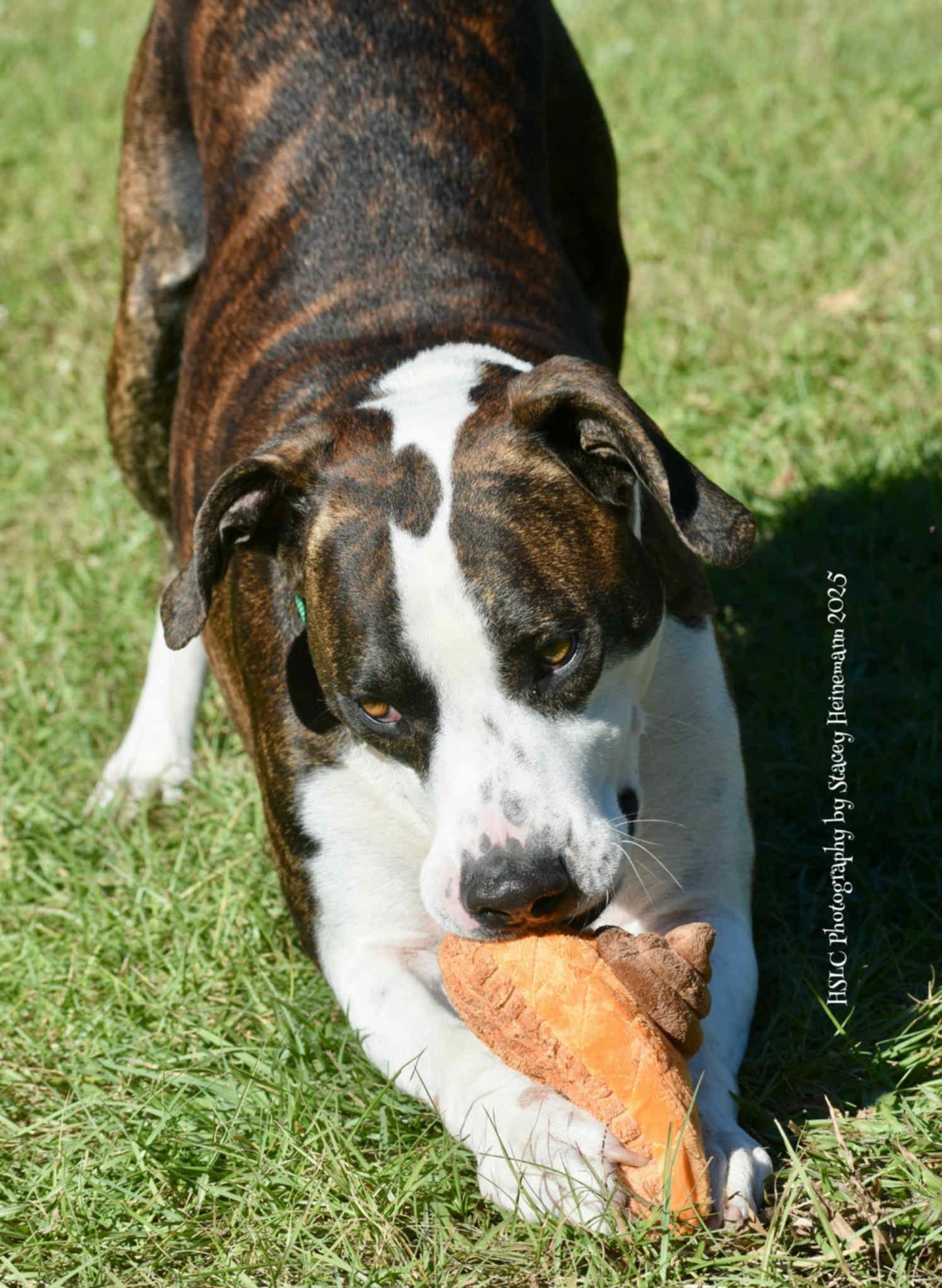 Enlarge Zeke *Trained*, a ADOPTABLE mixed breed in Umatilla, FL image 5/6