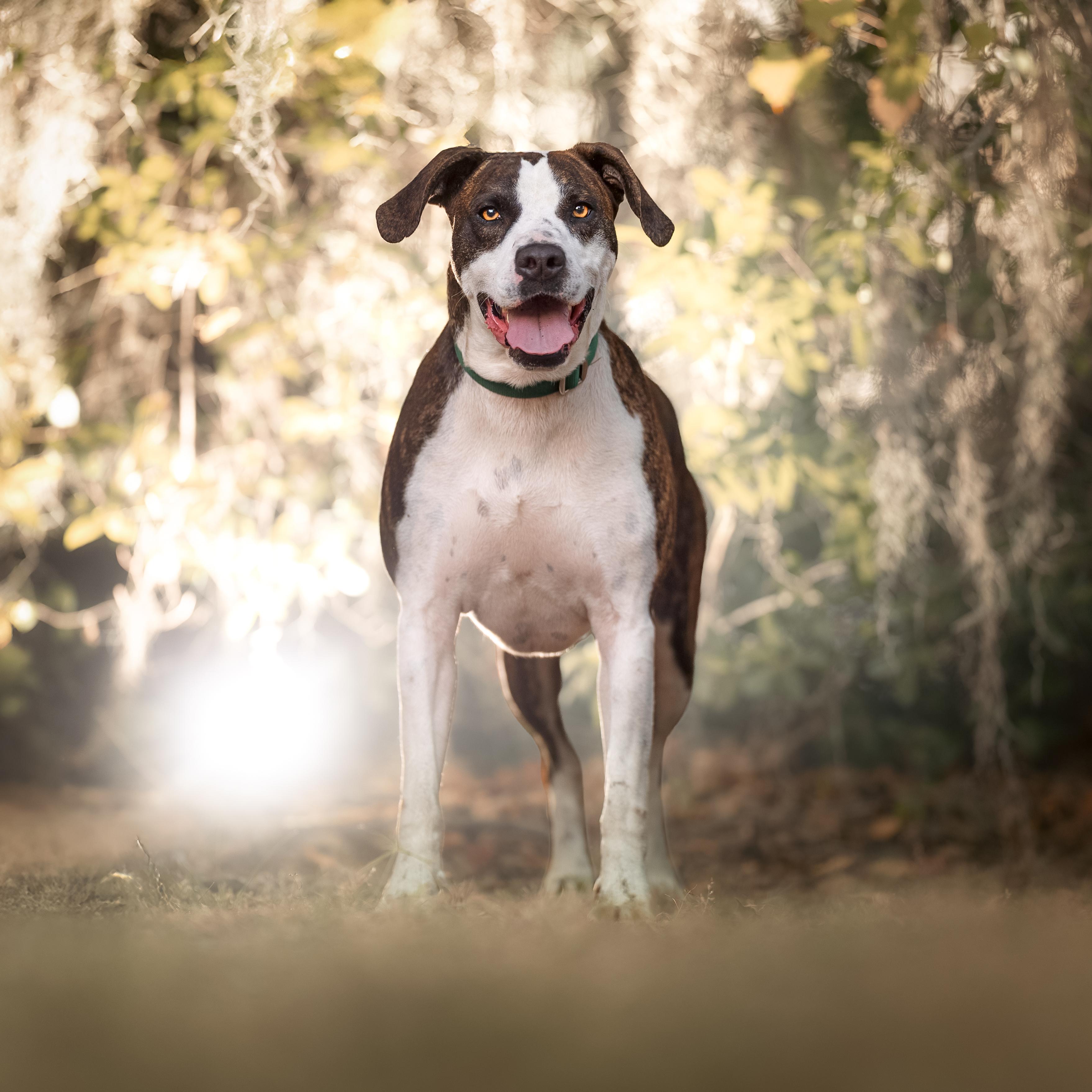 Enlarge Zeke *Trained*, a ADOPTABLE mixed breed in Umatilla, FL image 6/6