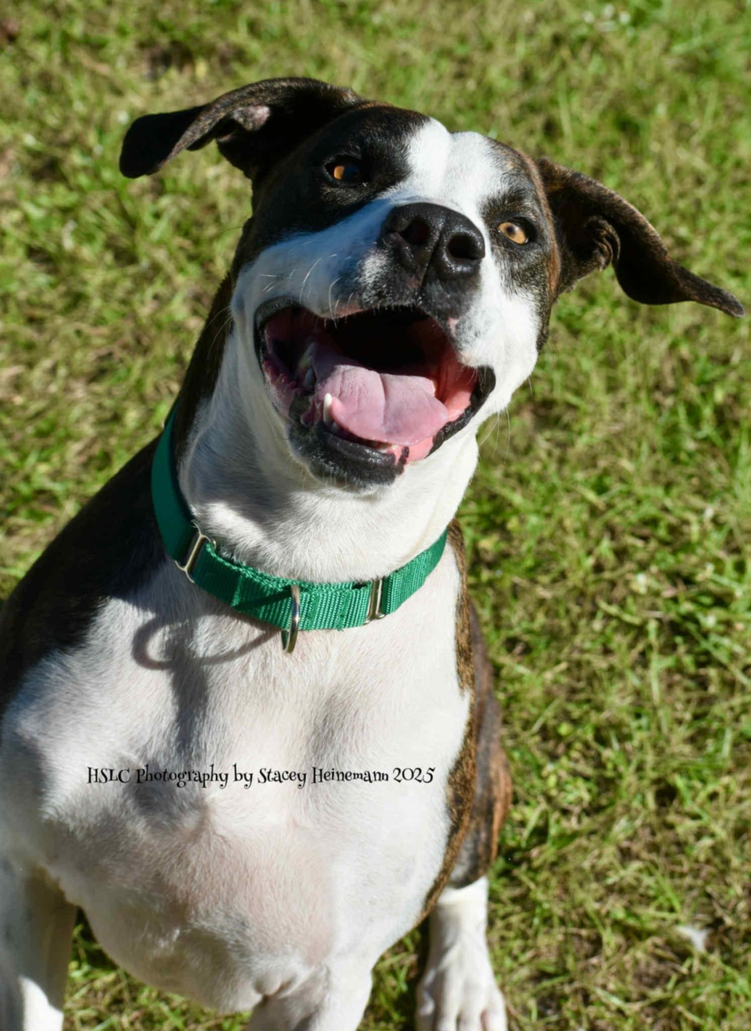 Enlarge Zeke *Trained*, a ADOPTABLE mixed breed in Umatilla, FL image 4/6