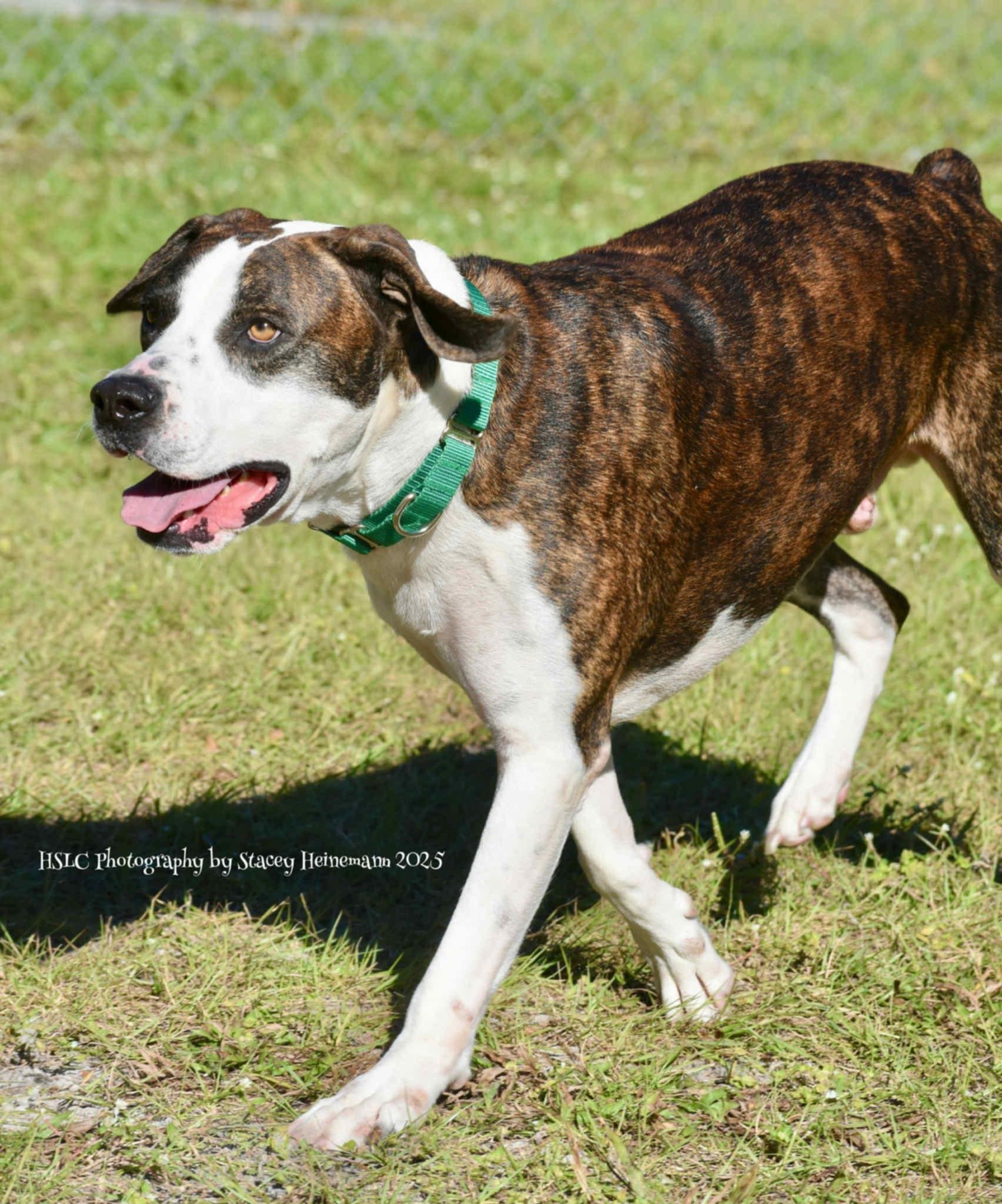 Enlarge Zeke *Trained*, a ADOPTABLE mixed breed in Umatilla, FL image 2/6
