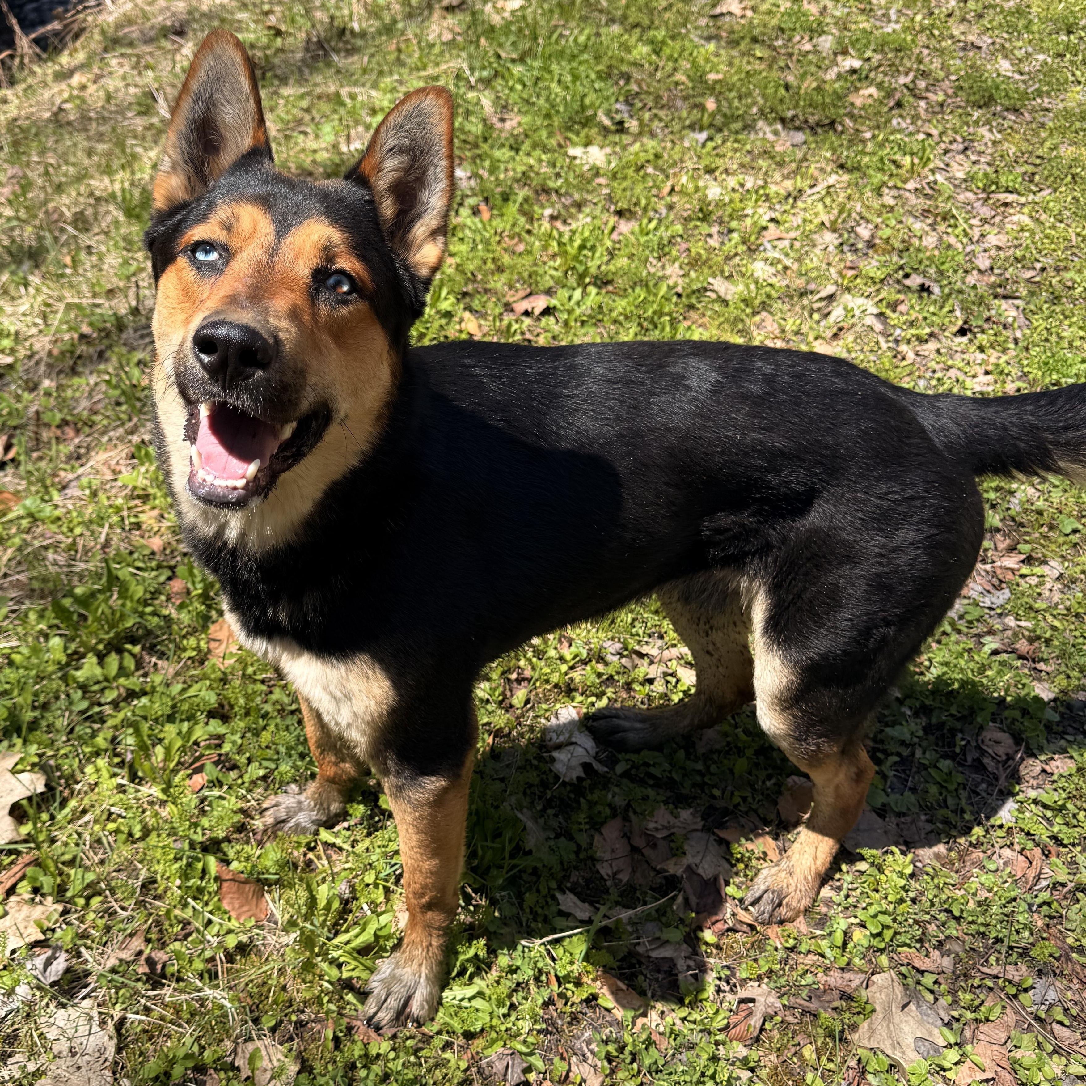 Enlarge Draco, a ADOPTABLE mixed breed in Milford, NY image 2/5