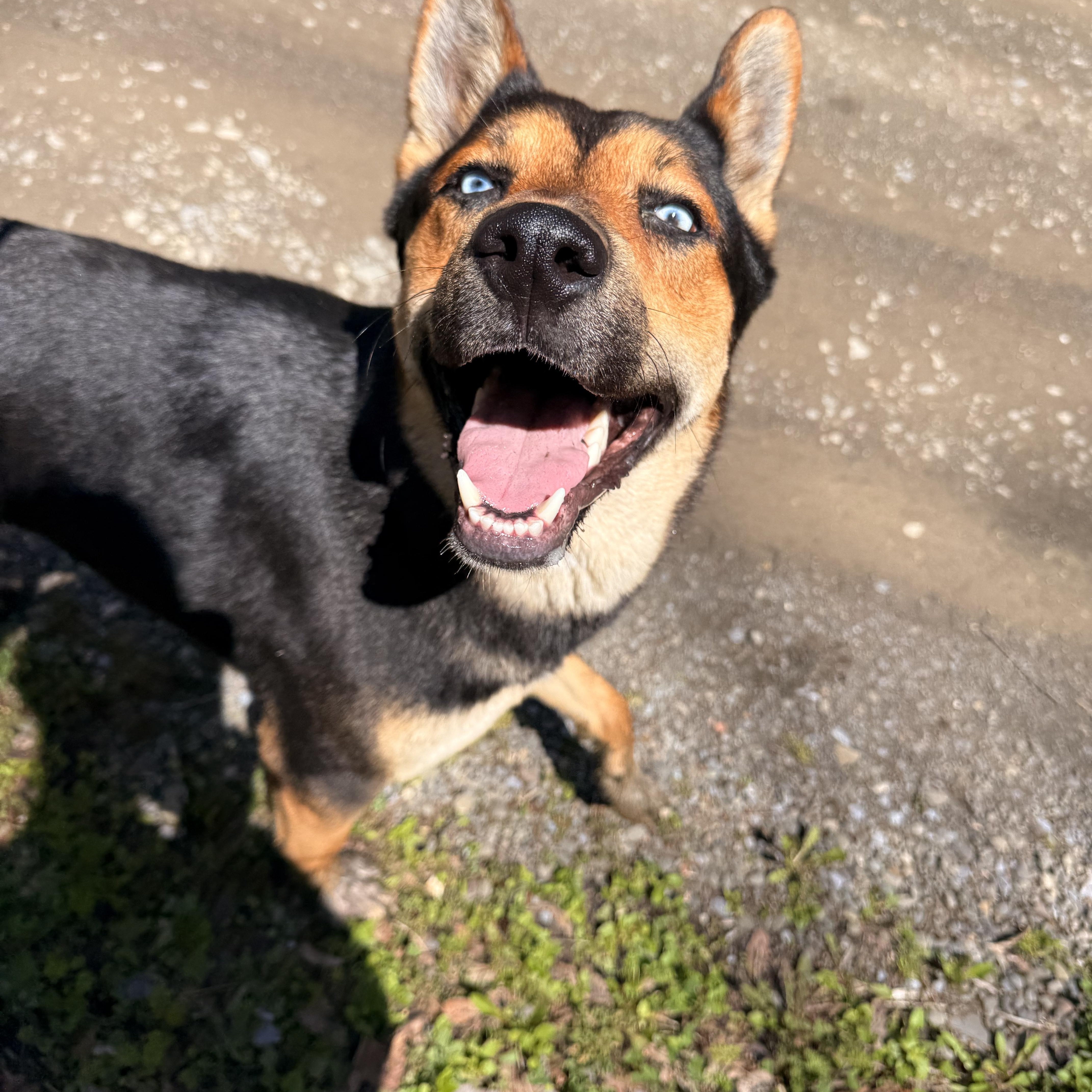 Enlarge Draco, a ADOPTABLE mixed breed in Milford, NY image 3/5