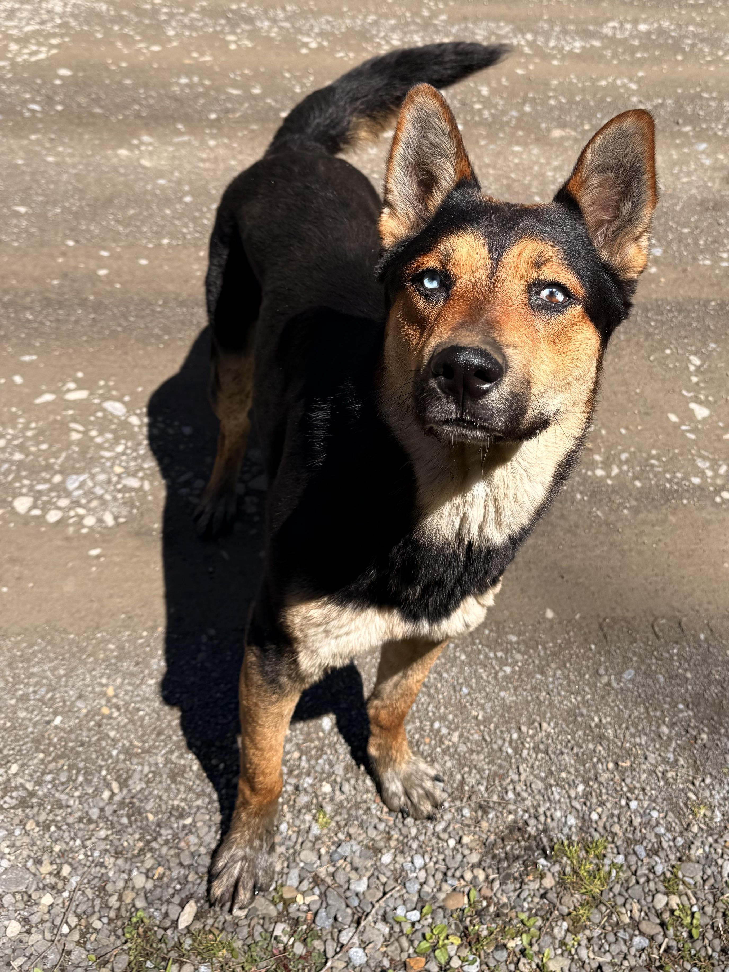 Enlarge Draco, a ADOPTABLE mixed breed in Milford, NY image 4/5