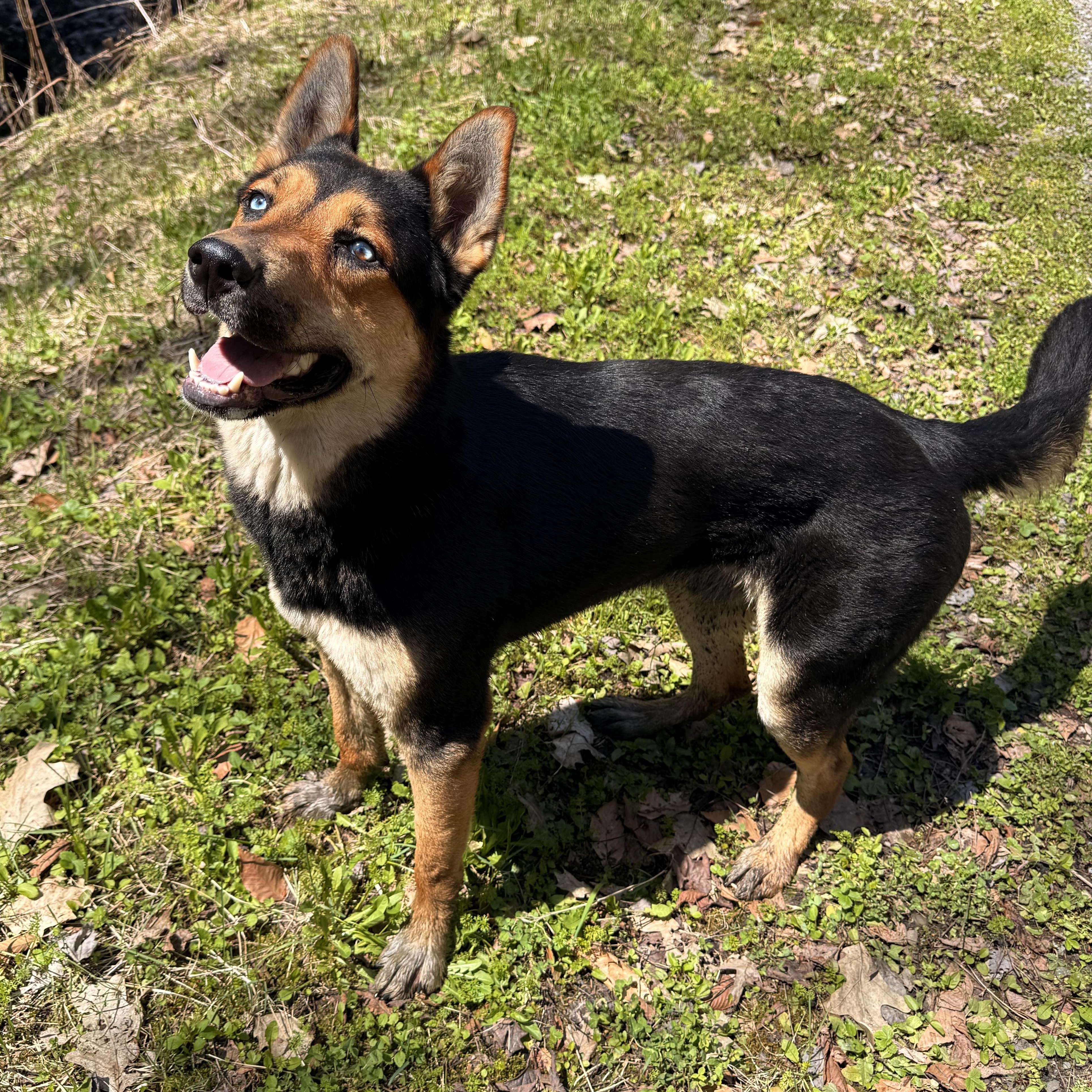 Draco, ADOPTABLE, Young Male German Shepherd Dog & Australian Shepherd.