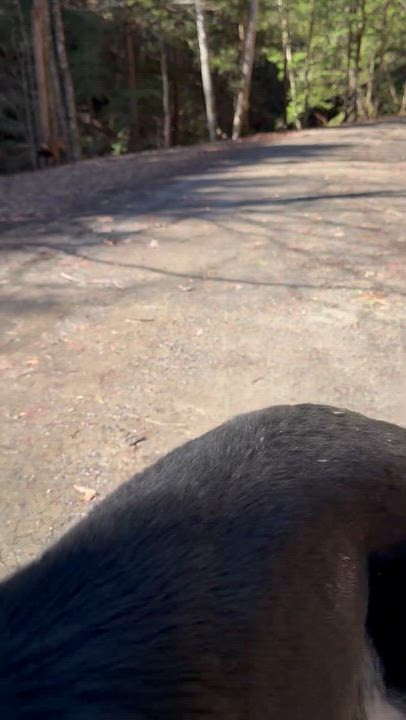 Enlarge Draco, a ADOPTABLE mixed breed in Milford, NY video 5/5