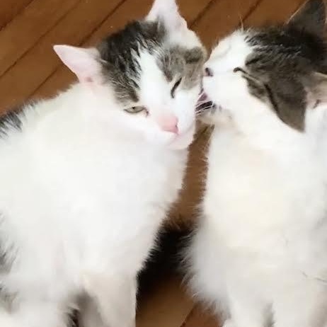 Minnie and Petey, Adoptable, Adult Female Domestic Medium Hair.