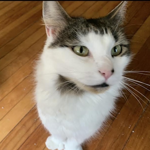 Enlarge Minnie and Petey, a Adoptable Domestic Medium Hair in Marblehead, MA image 2/3
