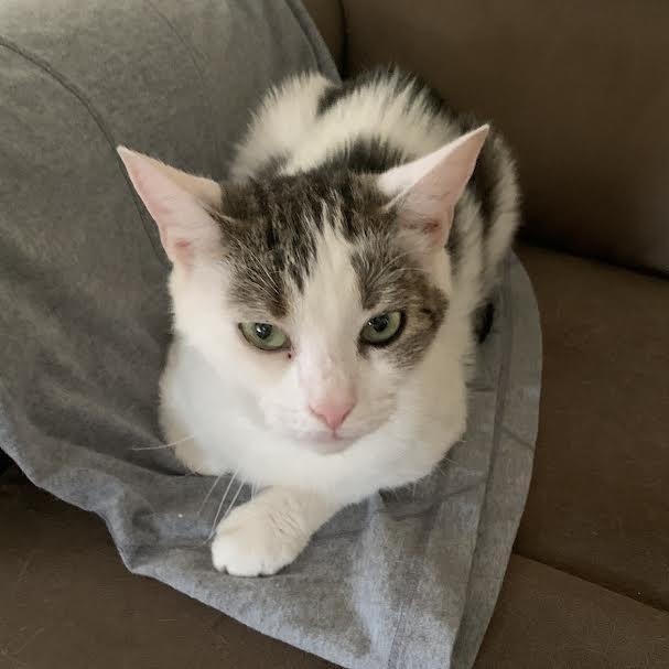 Enlarge Minnie and Petey, a Adoptable Domestic Medium Hair in Marblehead, MA image 3/3