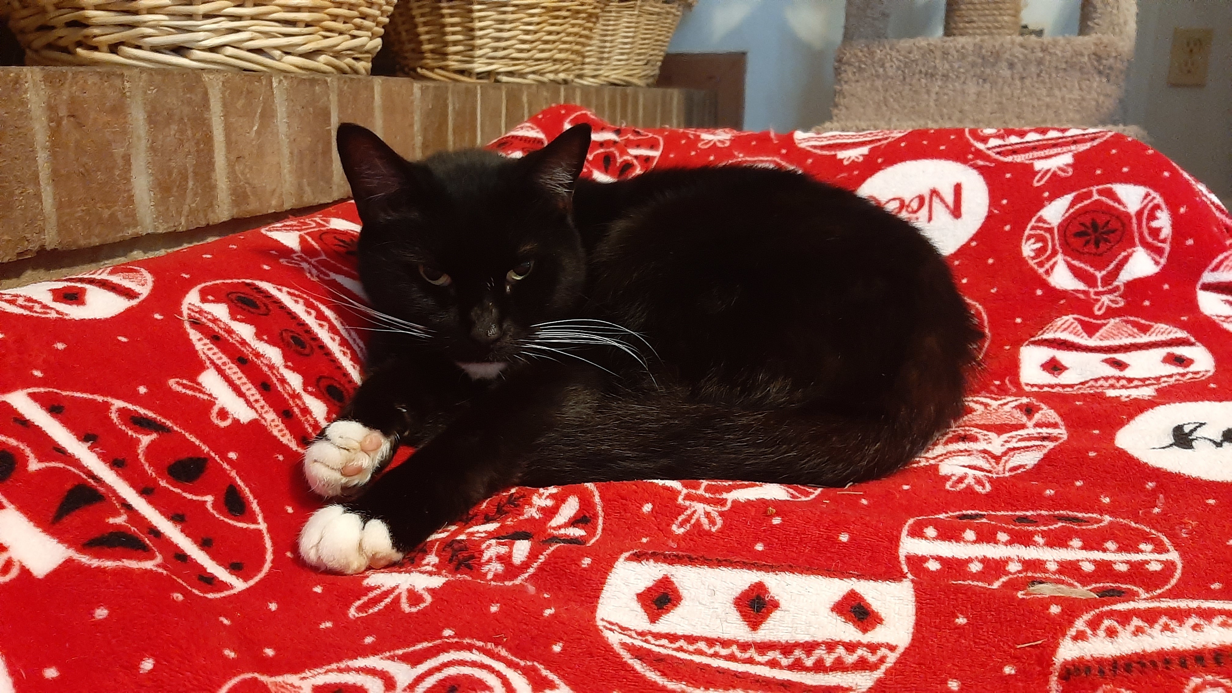 Enlarge Ernie, a Adoptable Domestic Short Hair in Vine Grove, KY image 1/12