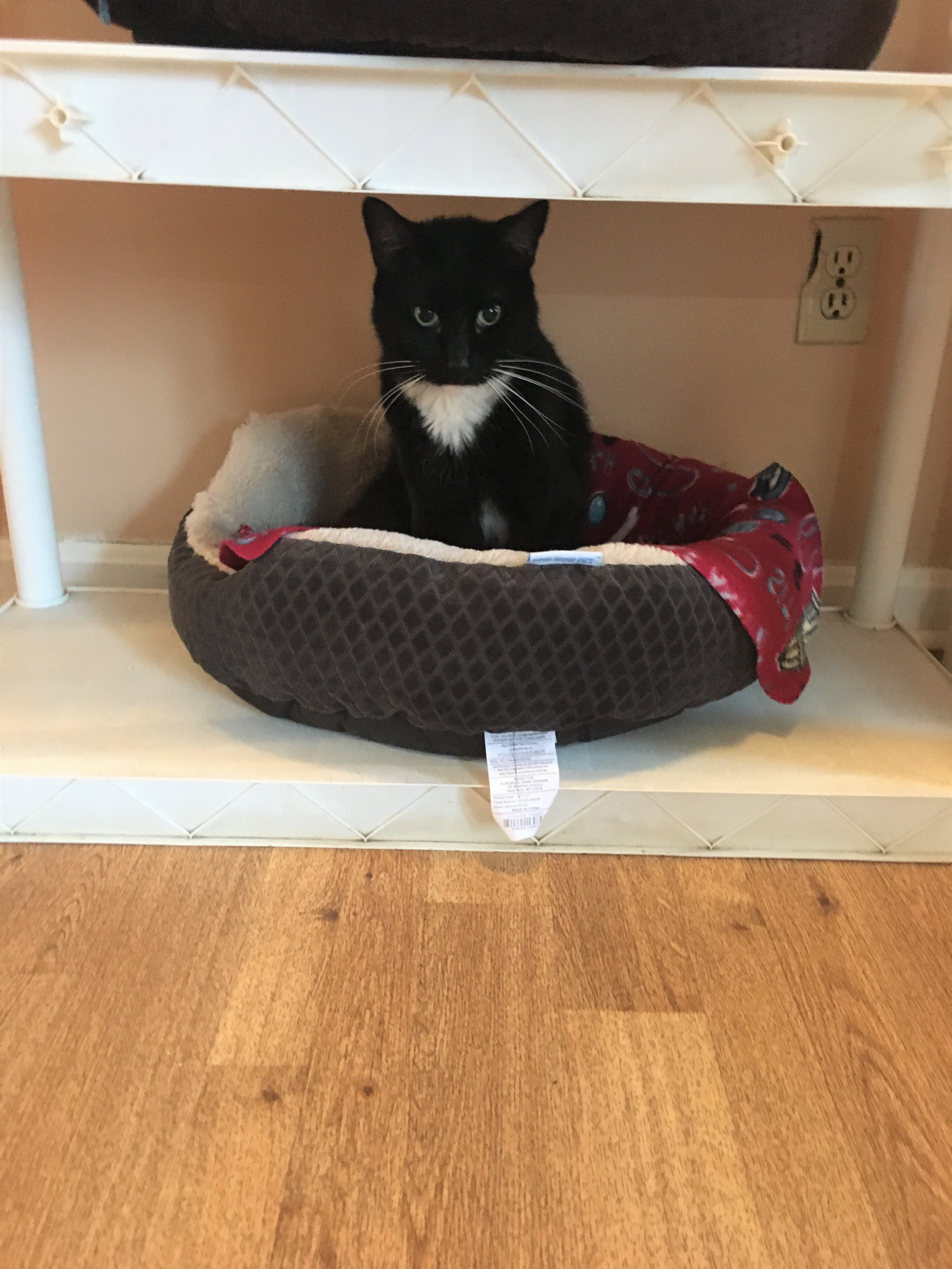 Enlarge Ernie, a Adoptable Domestic Short Hair in Vine Grove, KY image 2/12