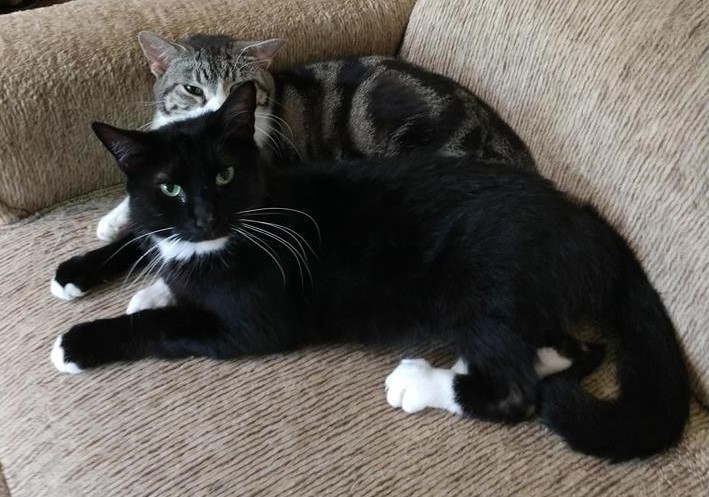 Enlarge Ernie, a Adoptable Domestic Short Hair in Vine Grove, KY image 3/12