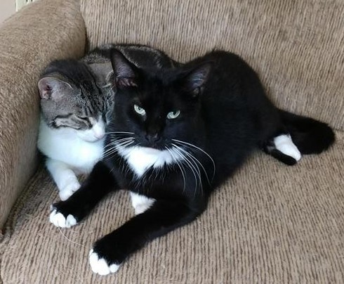 Enlarge Ernie, a Adoptable Domestic Short Hair in Vine Grove, KY image 4/12