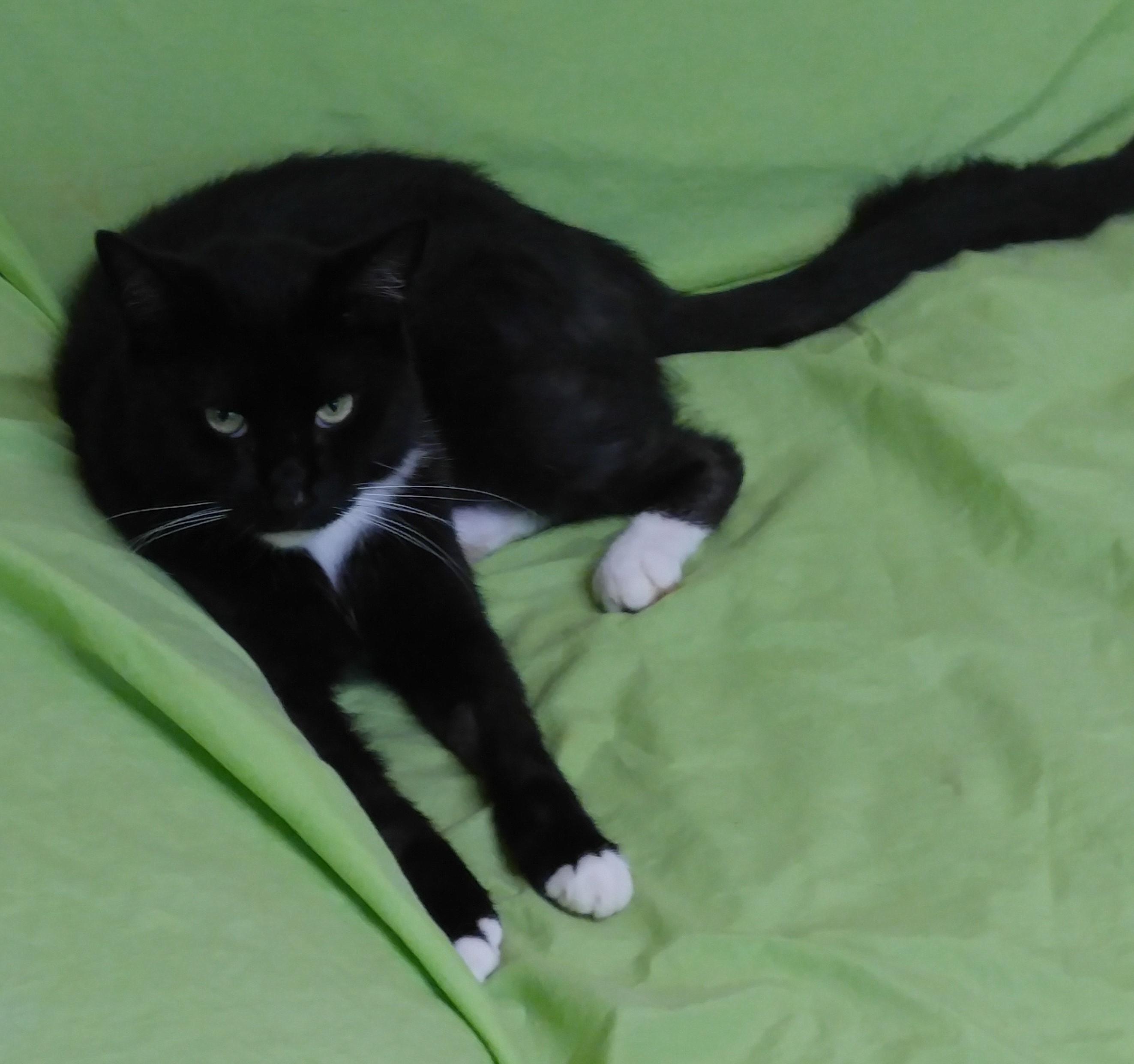 Enlarge Ernie, a Adoptable Domestic Short Hair in Vine Grove, KY image 5/12