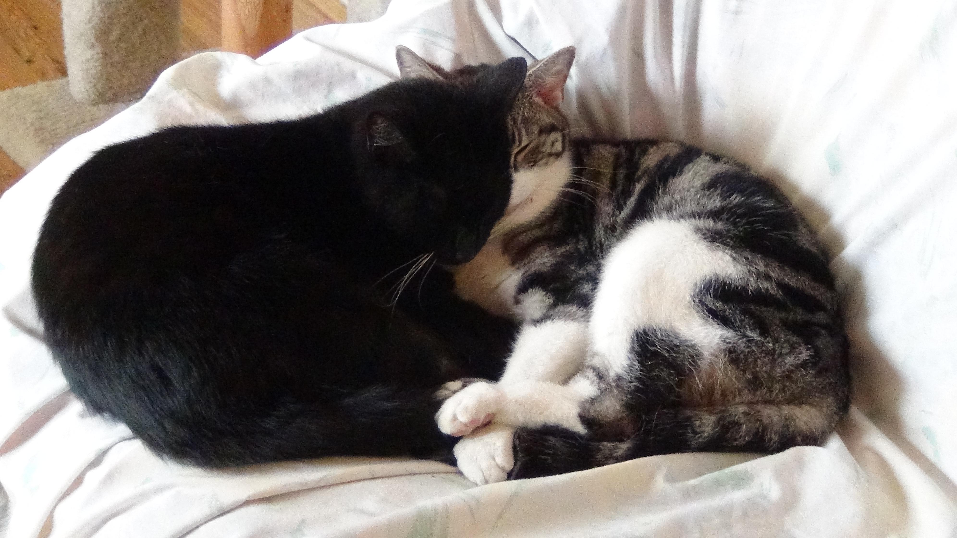 Enlarge Ernie, a Adoptable Domestic Short Hair in Vine Grove, KY image 6/12