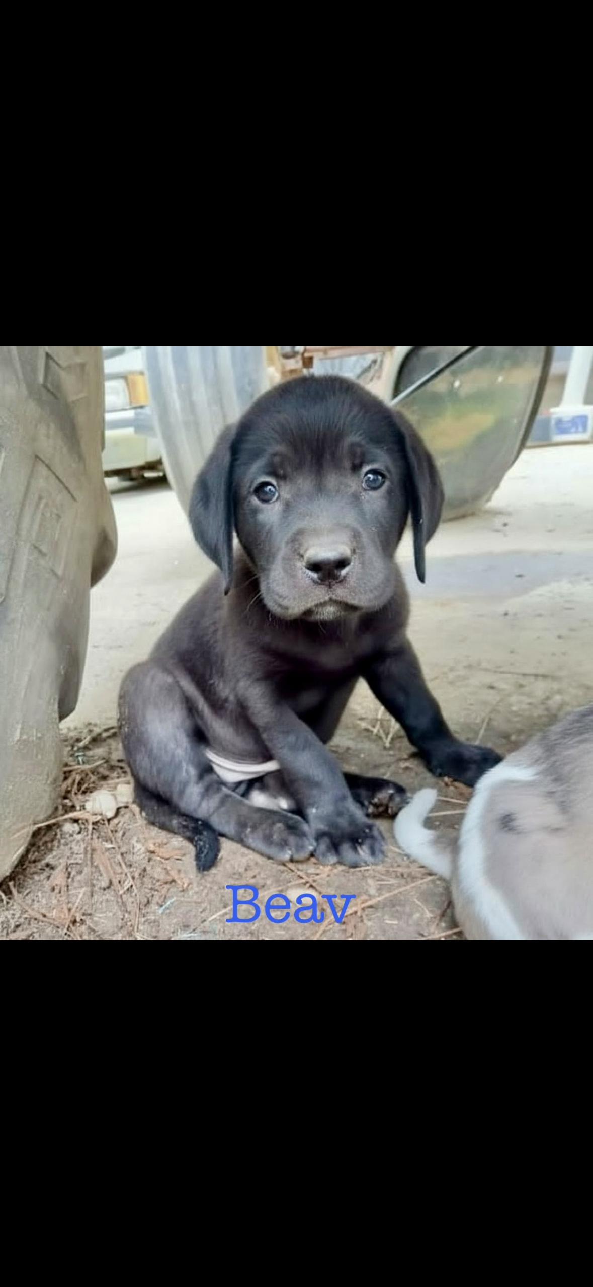 Enlarge Beav, a Adoptable mixed breed in seaside heights, NJ image 1/2