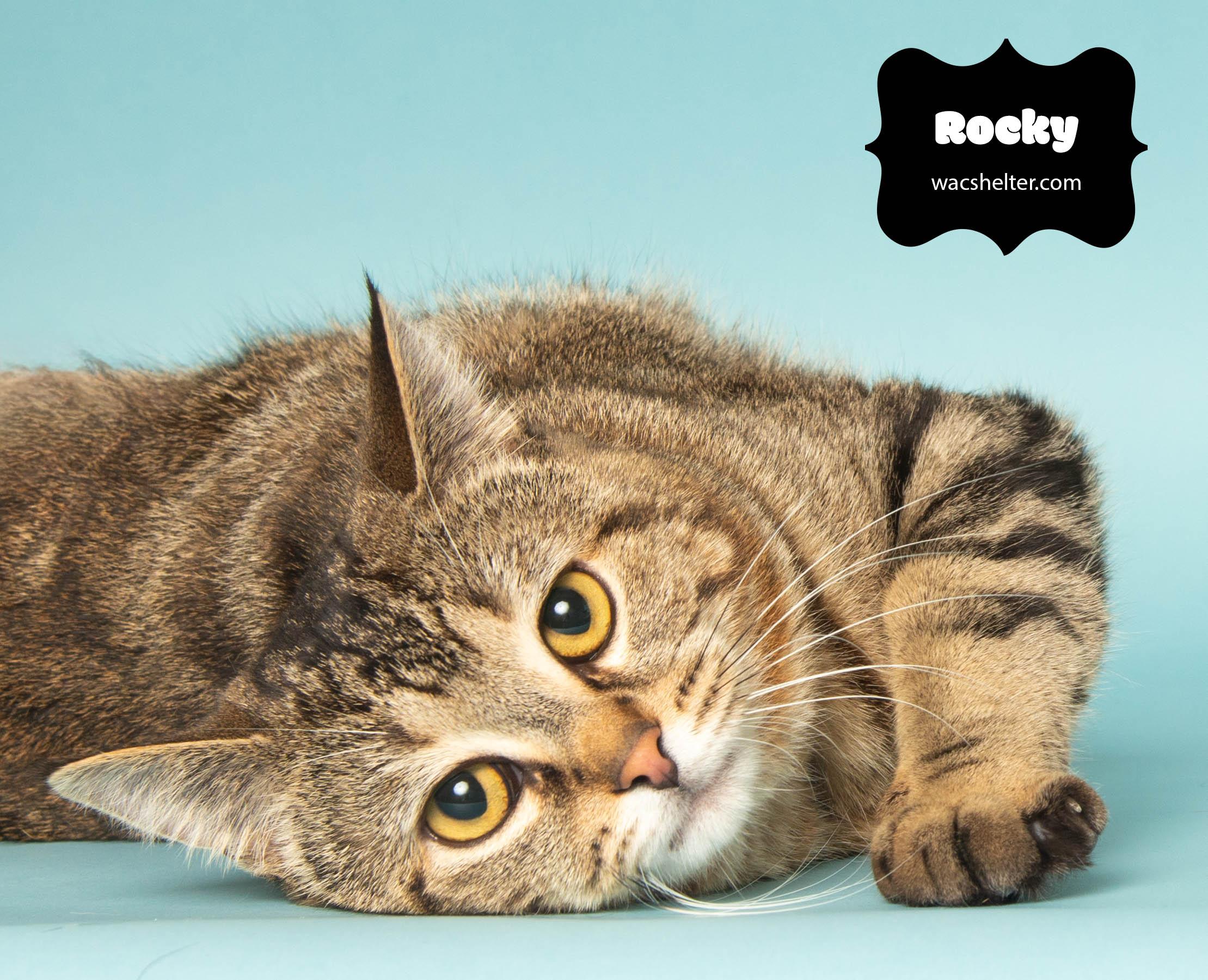 ROCKY (Loves everyone)