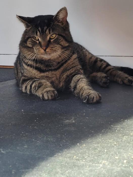 Enlarge Reggie, a ADOPTABLE Domestic Short Hair in Sainte-Martine, QC image 1/1