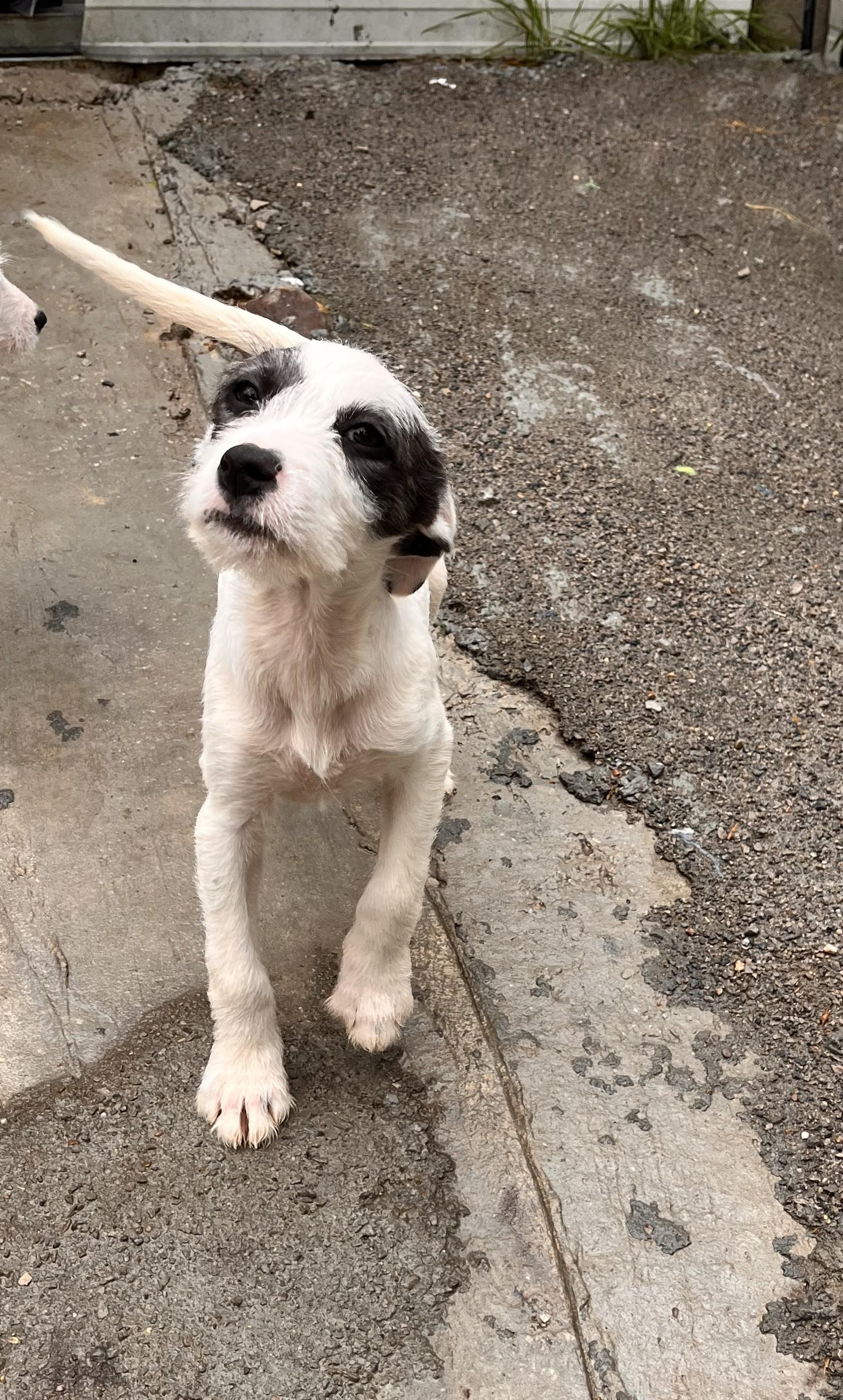 Blossom Bedazzle, a Adoptable mixed breed in Woburn, MA image 2/6