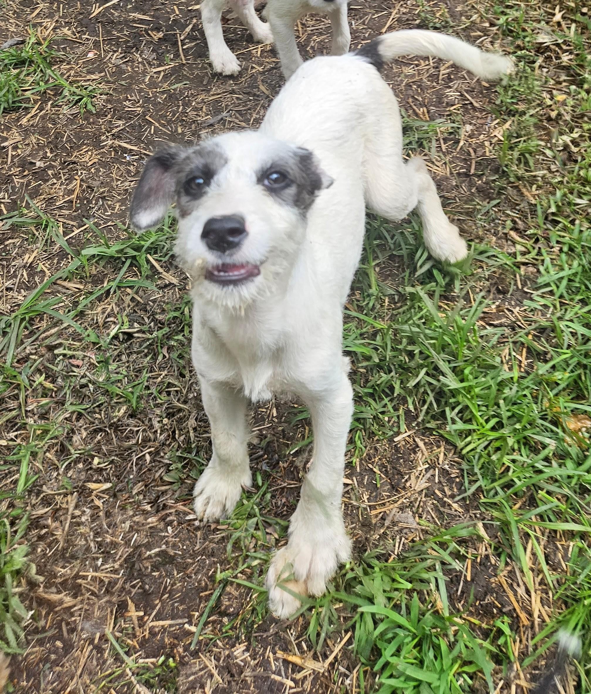 Blossom Bedazzle, a Adoptable mixed breed in Woburn, MA image 5/6