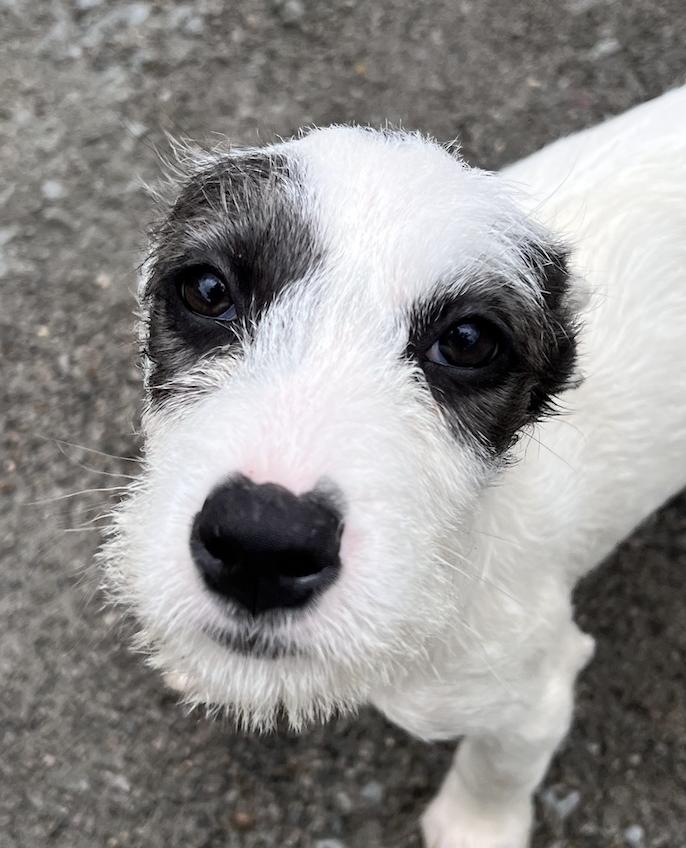 Blossom Bedazzle, a Adoptable mixed breed in Woburn, MA image 1/6