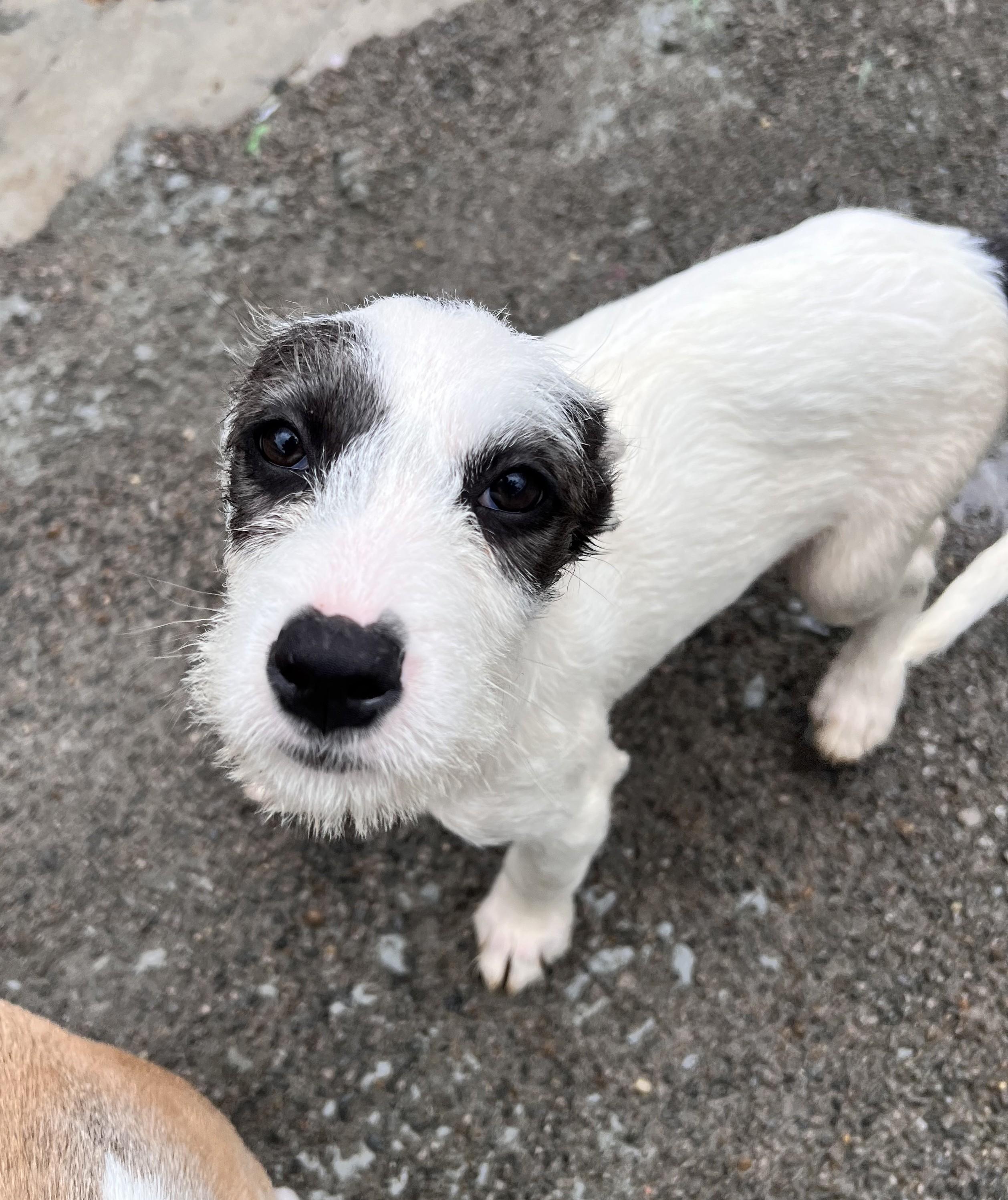 Blossom Bedazzle, a Adoptable mixed breed in Woburn, MA image 3/6