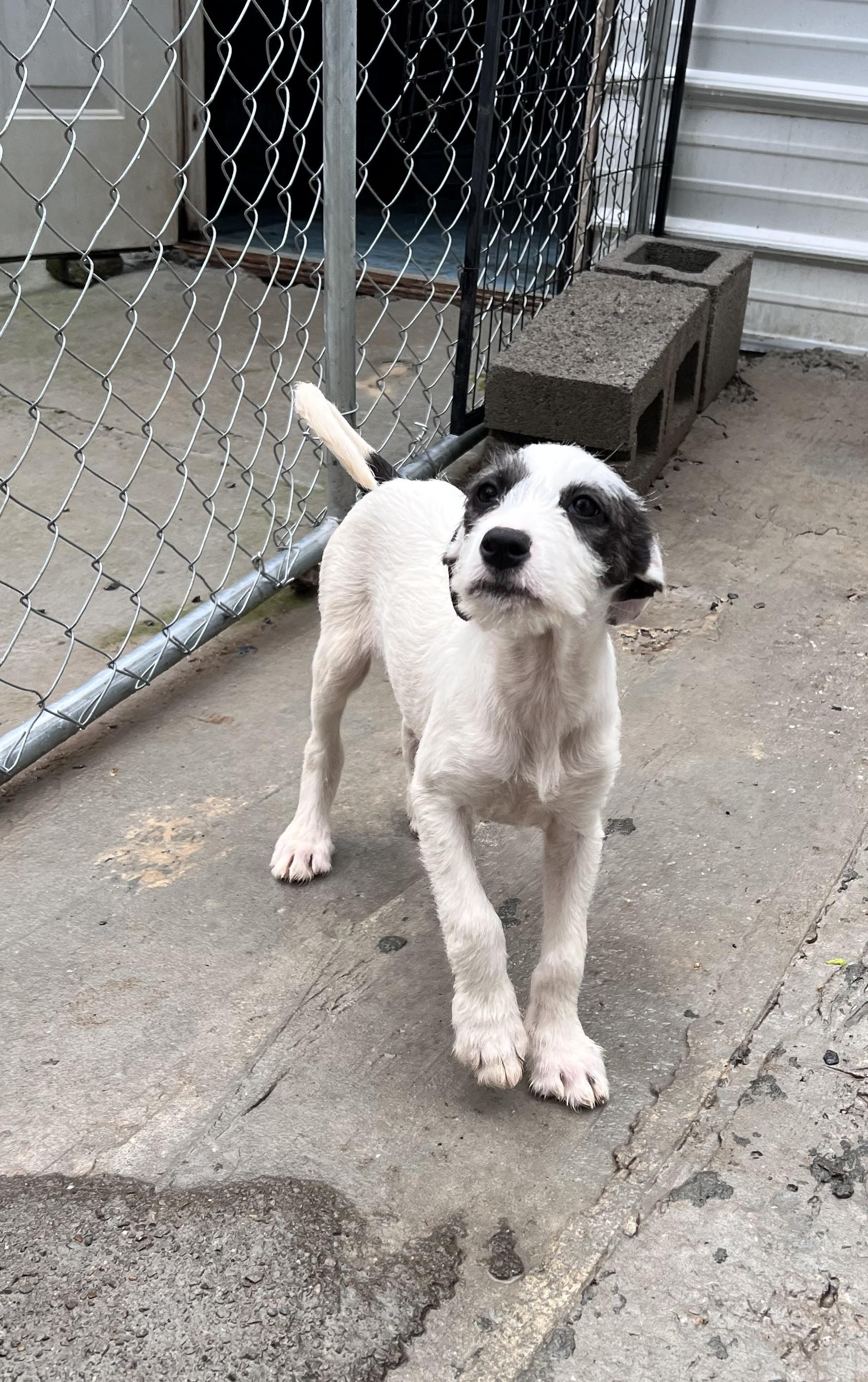 Blossom Bedazzle, a Adoptable mixed breed in Woburn, MA image 4/6