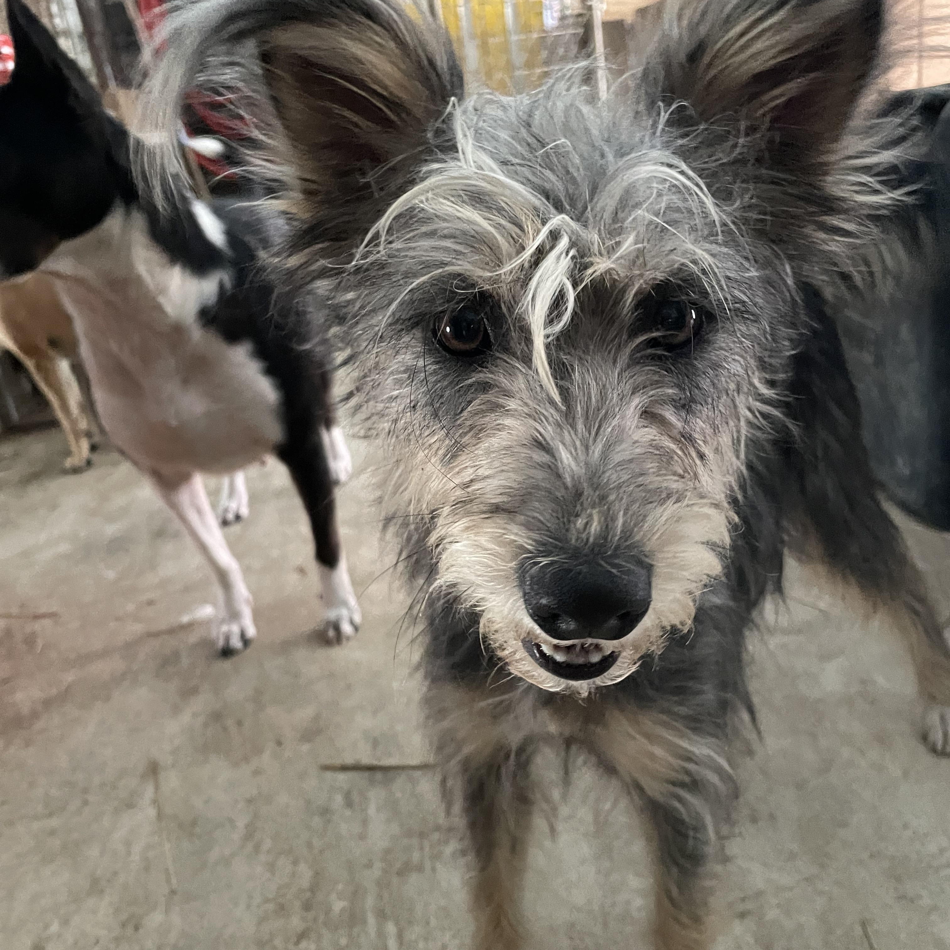 Blossom Bedazzle, a Adoptable mixed breed in Woburn, MA image 6/6