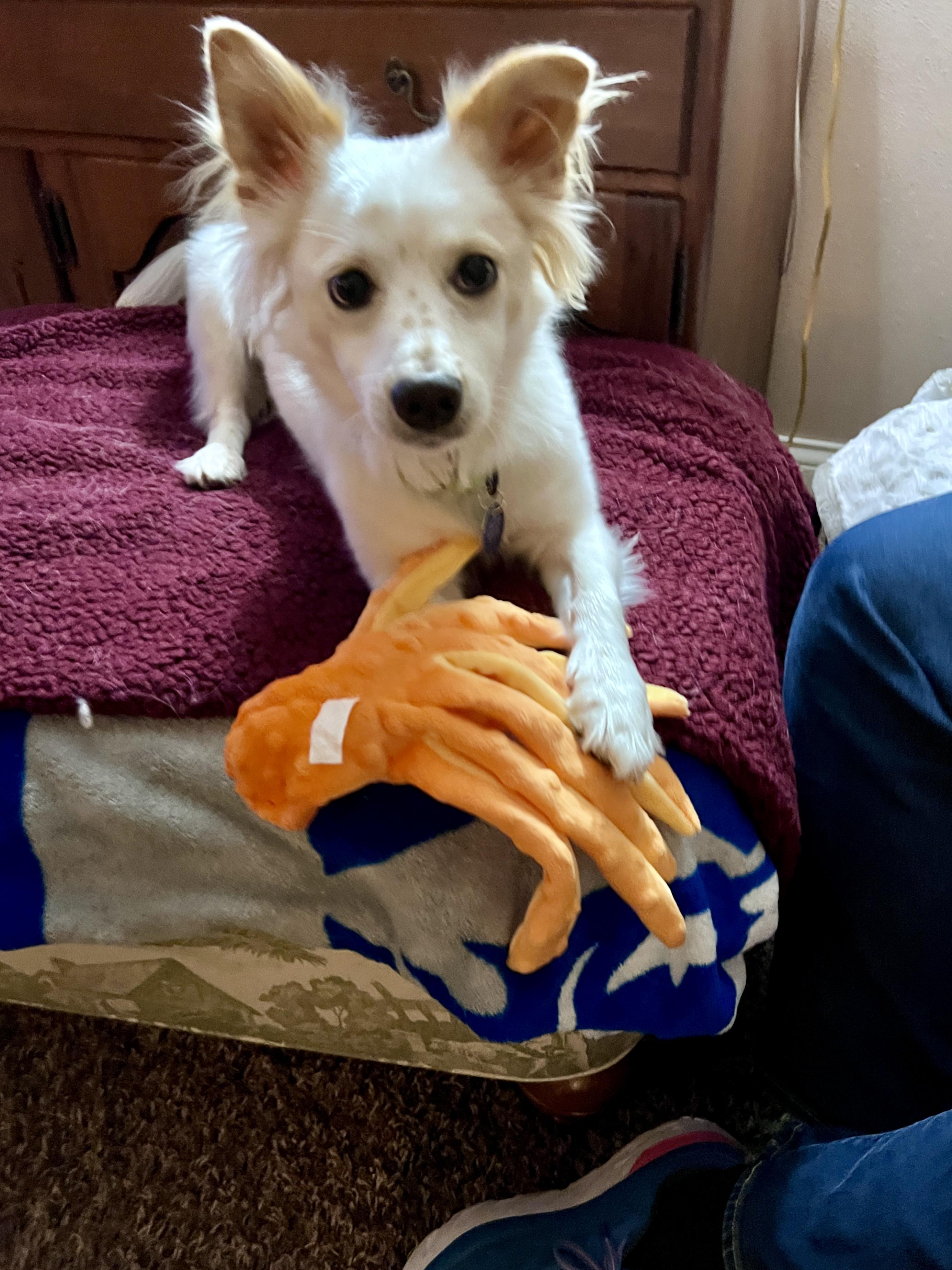 Francis, a Adoptable Mixed Breed in Cedar Rapids, IA image 1/6