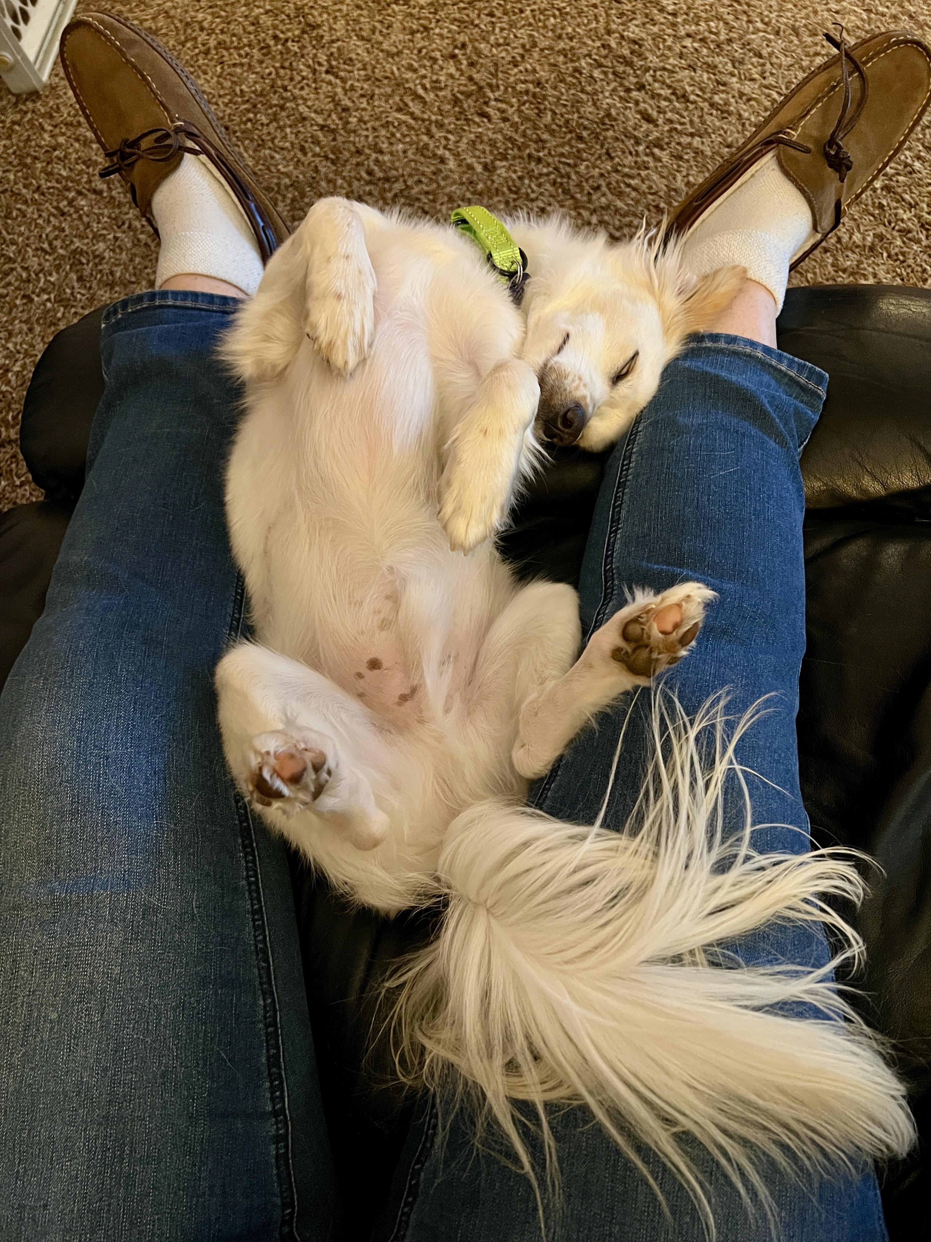 Francis, a Adoptable Mixed Breed in Cedar Rapids, IA image 6/6