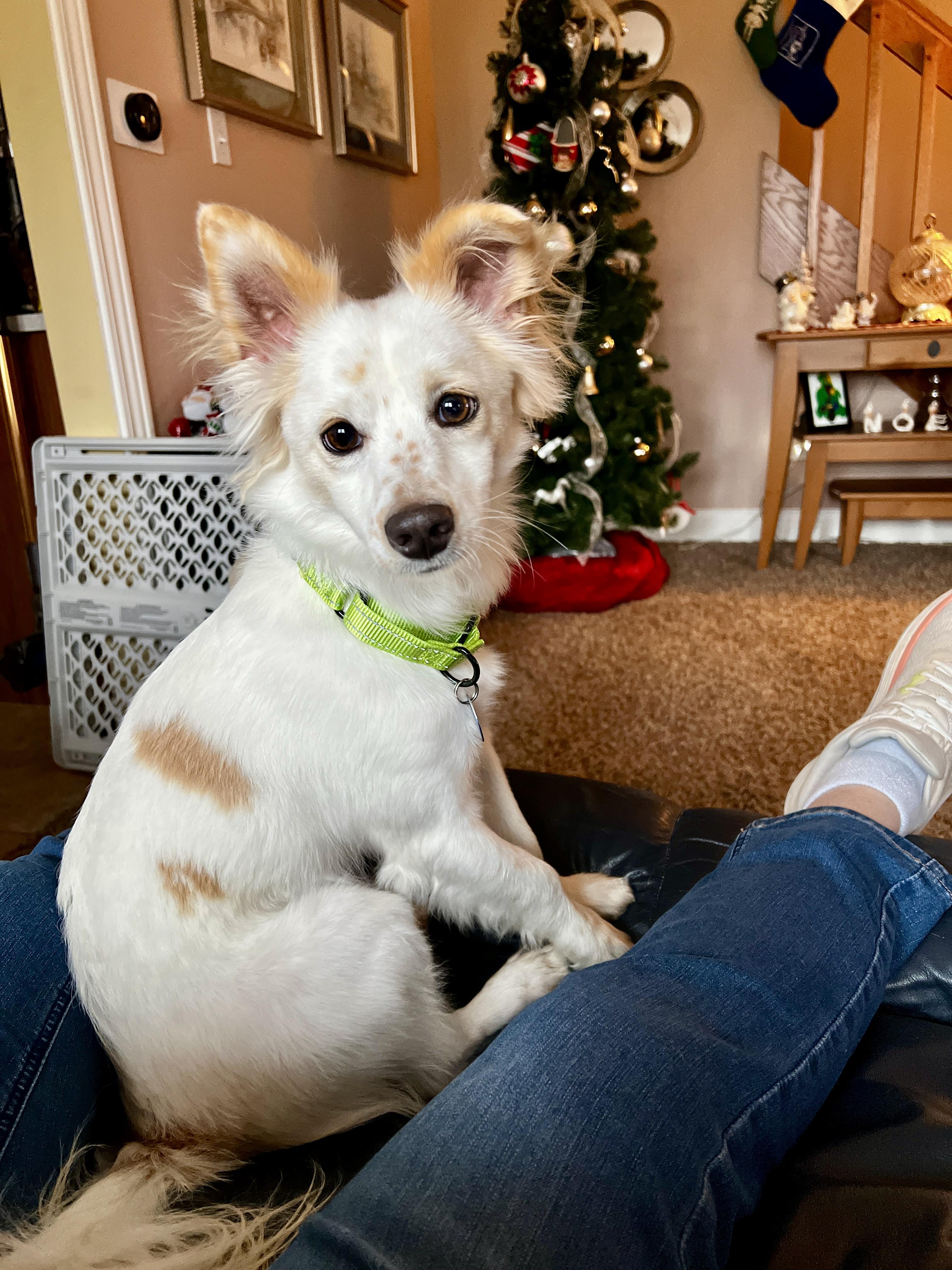 Francis, a Adoptable Mixed Breed in Cedar Rapids, IA image 3/6