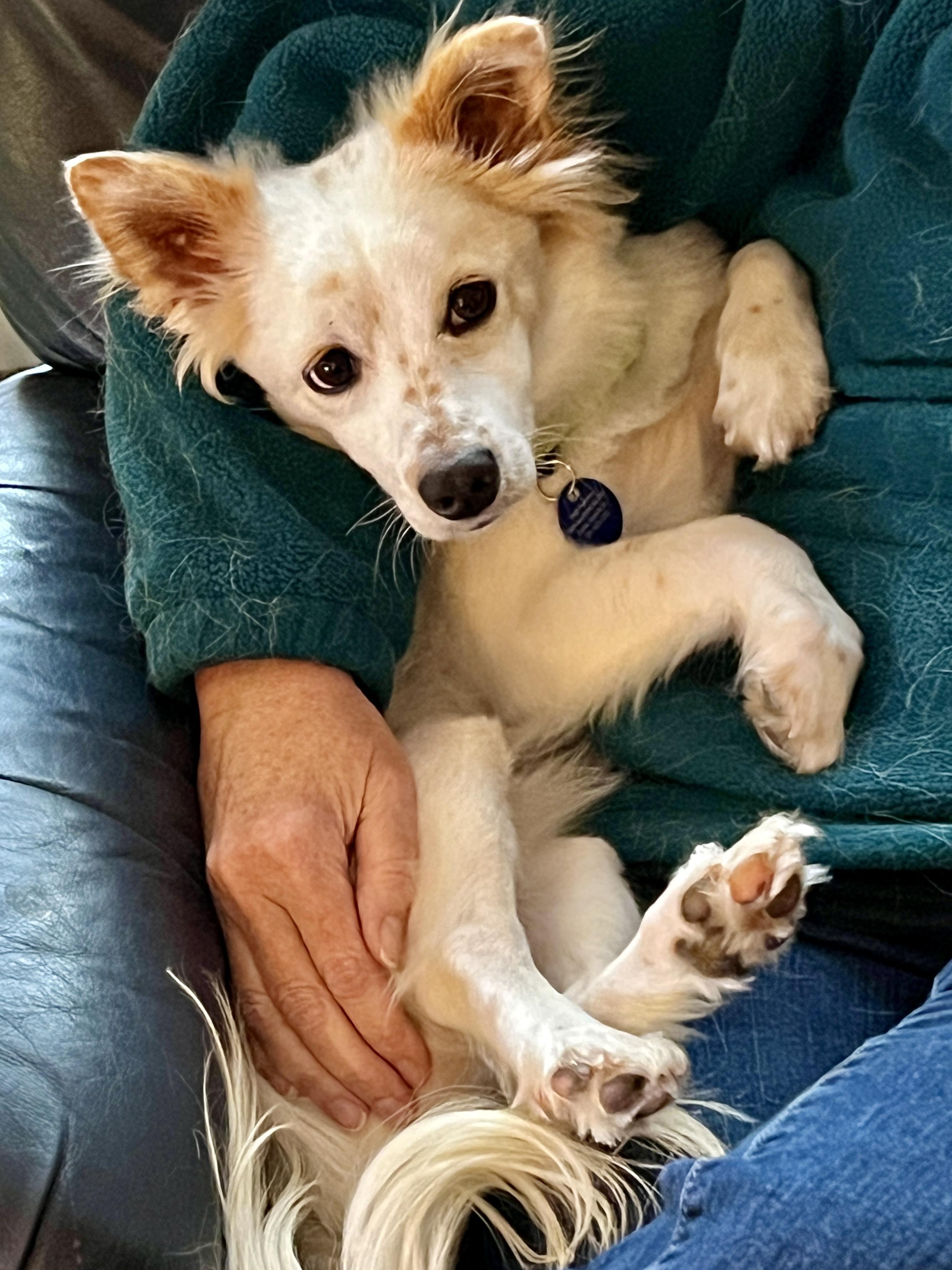 Francis, a Adoptable Mixed Breed in Cedar Rapids, IA image 4/6