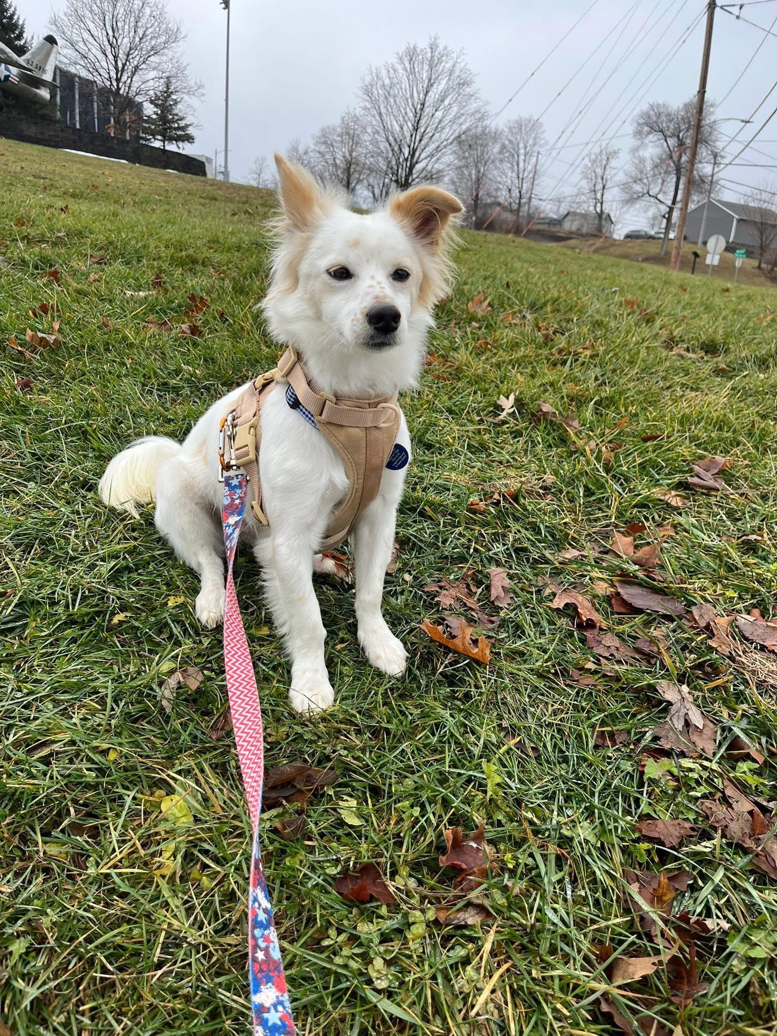 Francis, a Adoptable Mixed Breed in Cedar Rapids, IA image 2/6