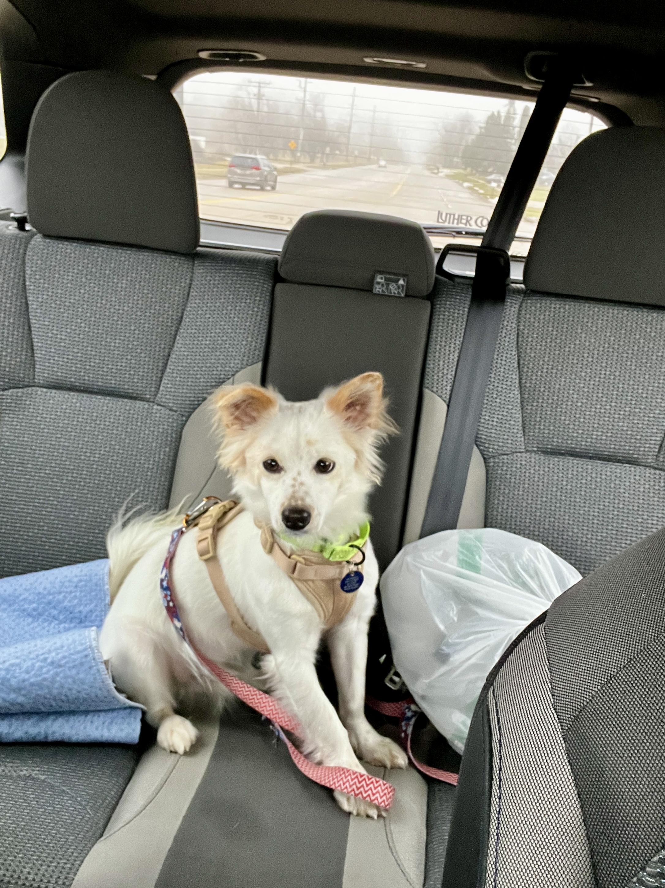 Francis, a Adoptable Mixed Breed in Cedar Rapids, IA image 5/6