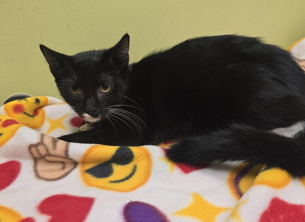 Gnocchi, Adoptable, Kitten Male Domestic Short Hair.