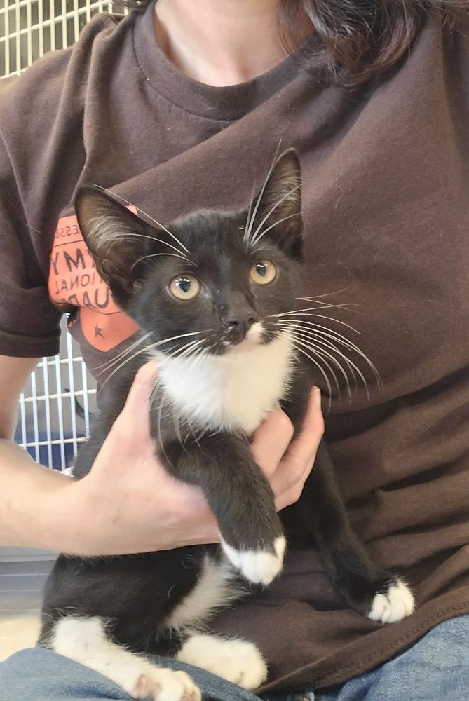 Enlarge Gnocchi, a Adoptable Domestic Short Hair in Dickson, TN image 2/2