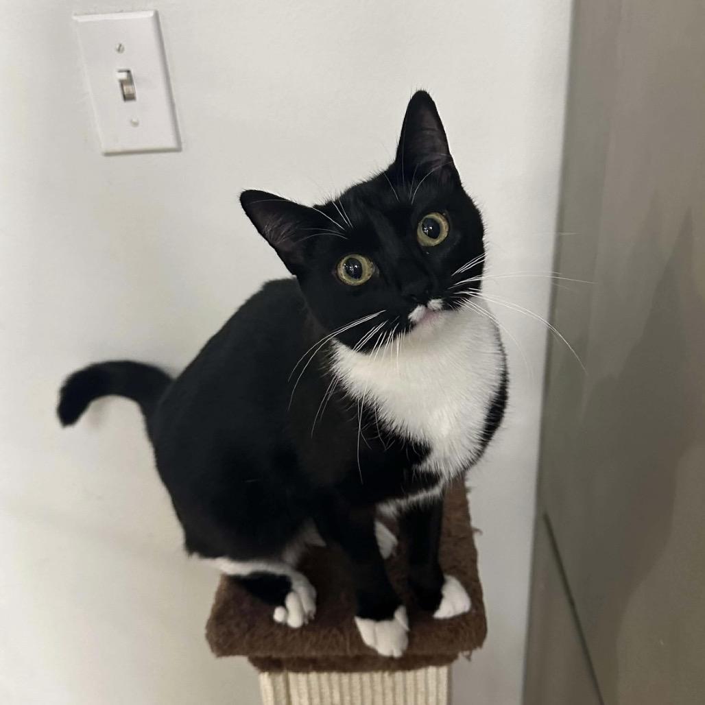 Daliah, Adoptable, Young Female Domestic Short Hair.