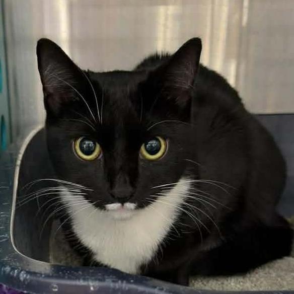 Enlarge Daliah, a Adoptable Domestic Short Hair in Williston, FL image 1/1