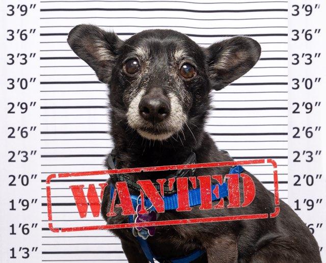 Brando, a Adoptable mixed breed in Marina Del Rey, CA image 6/6