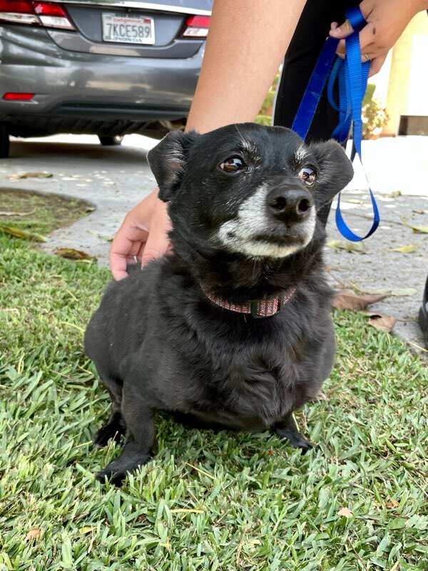 Brando, a Adoptable mixed breed in Marina Del Rey, CA image 3/6