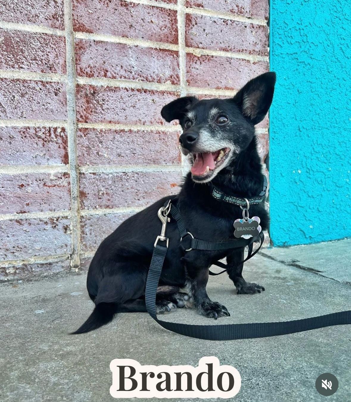 Brando 1