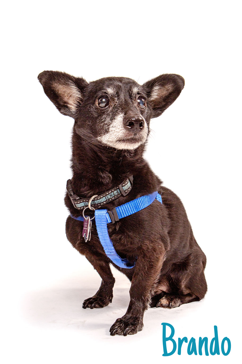 Brando, a Adoptable mixed breed in Marina Del Rey, CA image 2/6