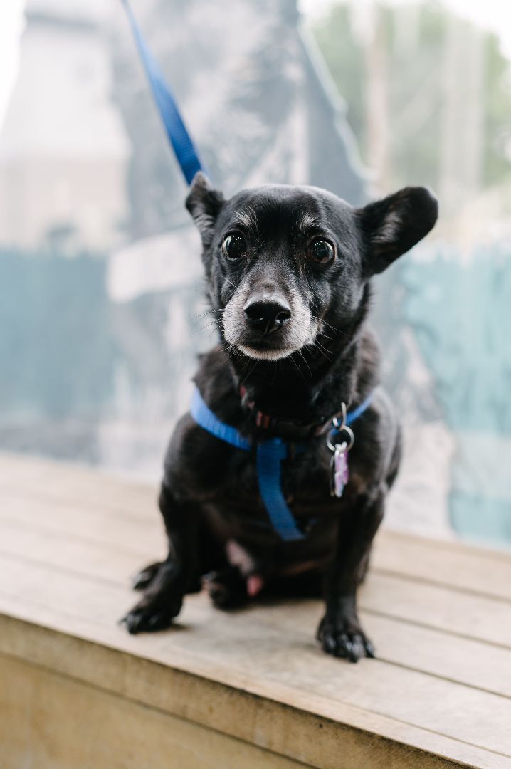Brando, an adoptable Chihuahua, Miniature Dachshund in Marina Del Rey, CA, 90292 | Photo Image 4