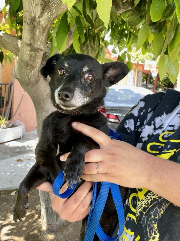 Brando, a Adoptable mixed breed in Marina Del Rey, CA image 5/6
