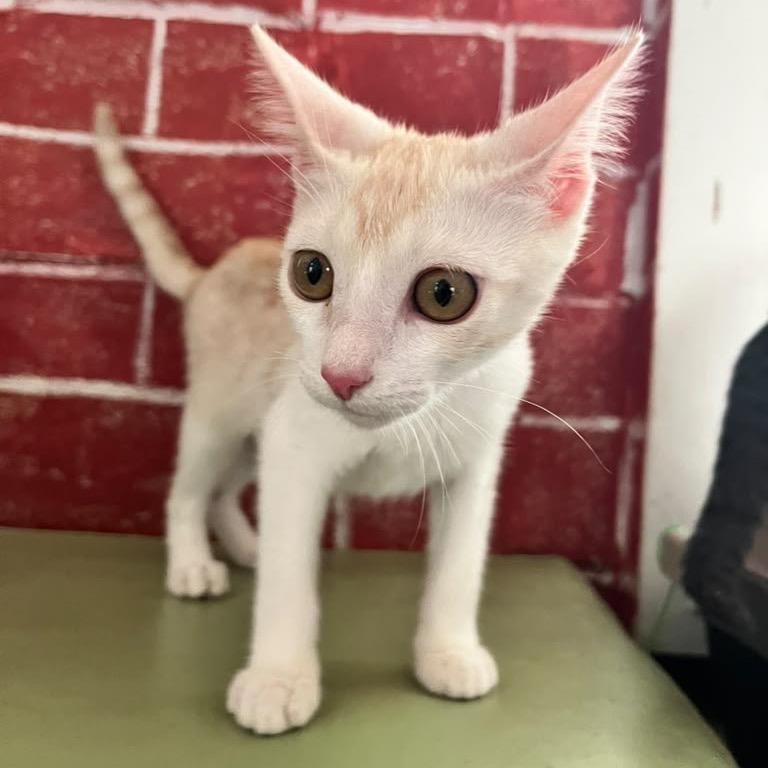 Victoria, Adoptable, Kitten Female Domestic Short Hair.