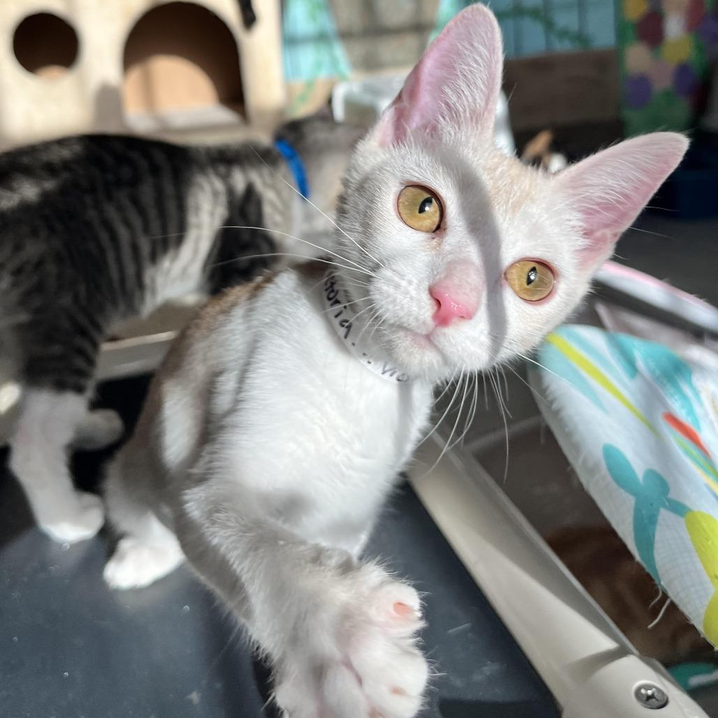 Enlarge Victoria, a Adoptable Domestic Short Hair in Laredo, TX image 2/5