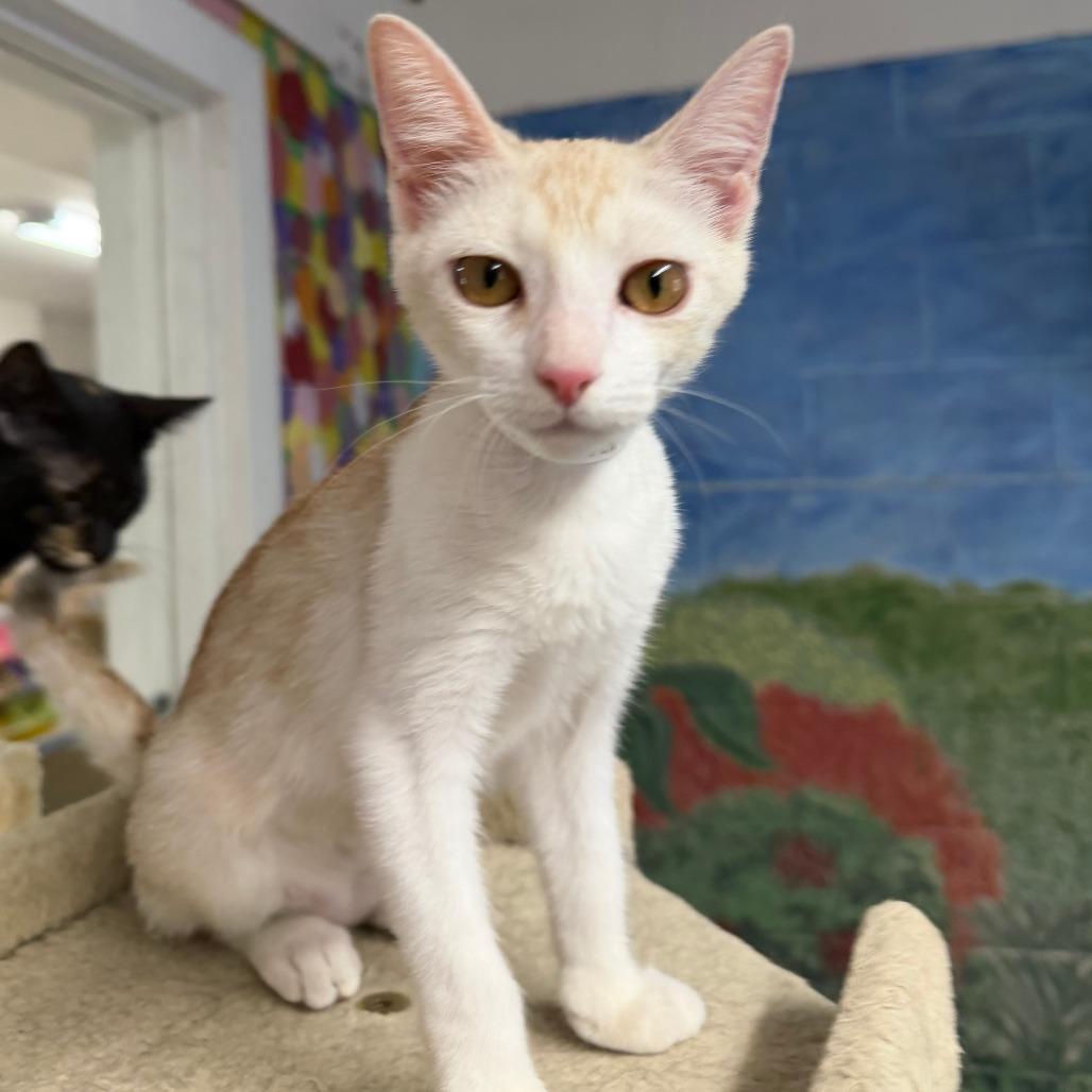 Enlarge Victoria, a Adoptable Domestic Short Hair in Laredo, TX image 3/5