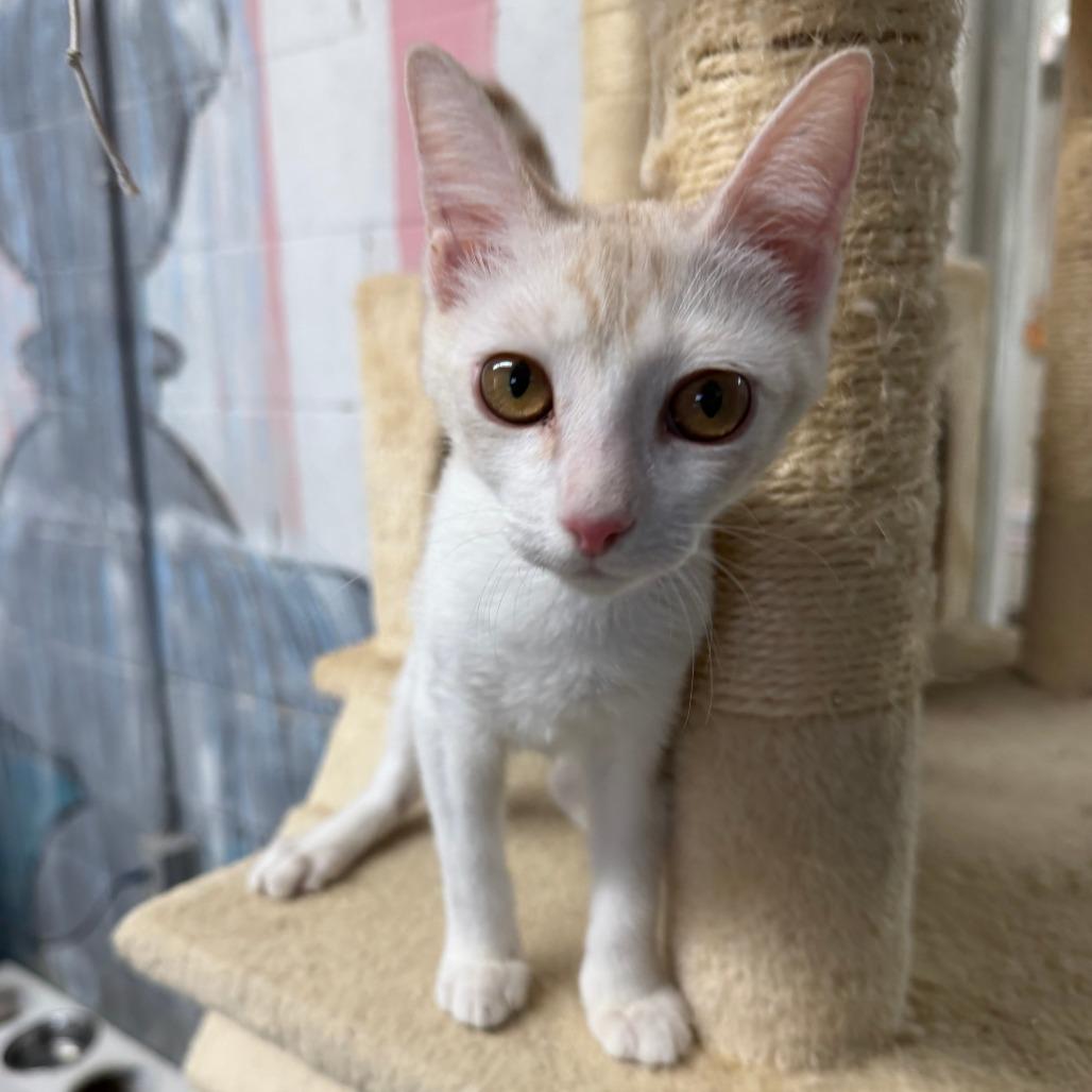 Enlarge Victoria, a Adoptable Domestic Short Hair in Laredo, TX image 4/5