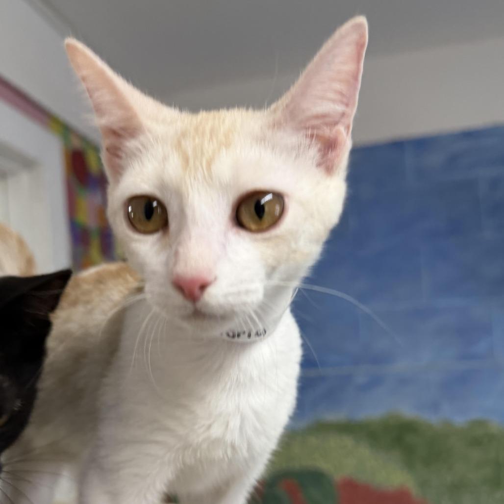 Enlarge Victoria, a Adoptable Domestic Short Hair in Laredo, TX image 5/5