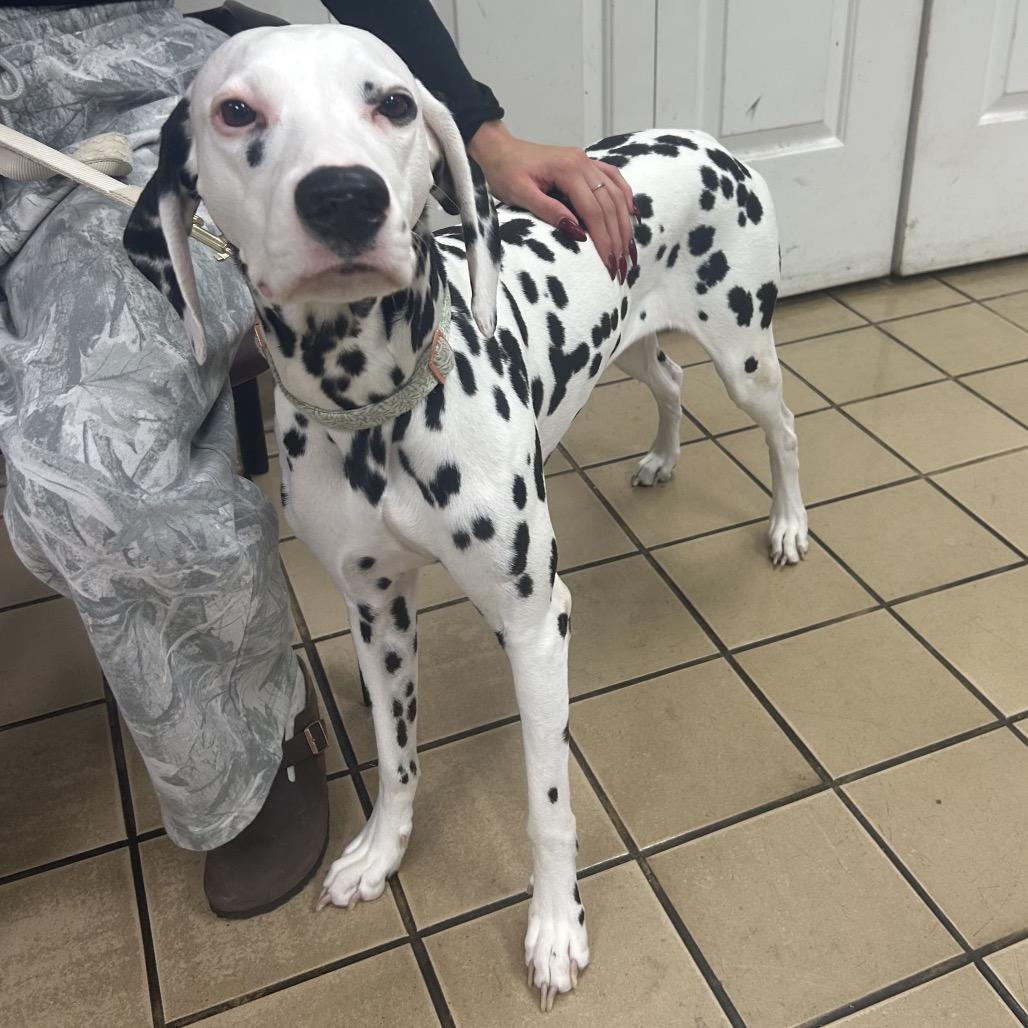 Coco — thumbnail 2